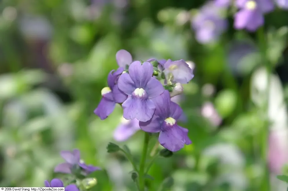 Garden Nemesia (Nemesia Strumosa) — white flowers in the garden