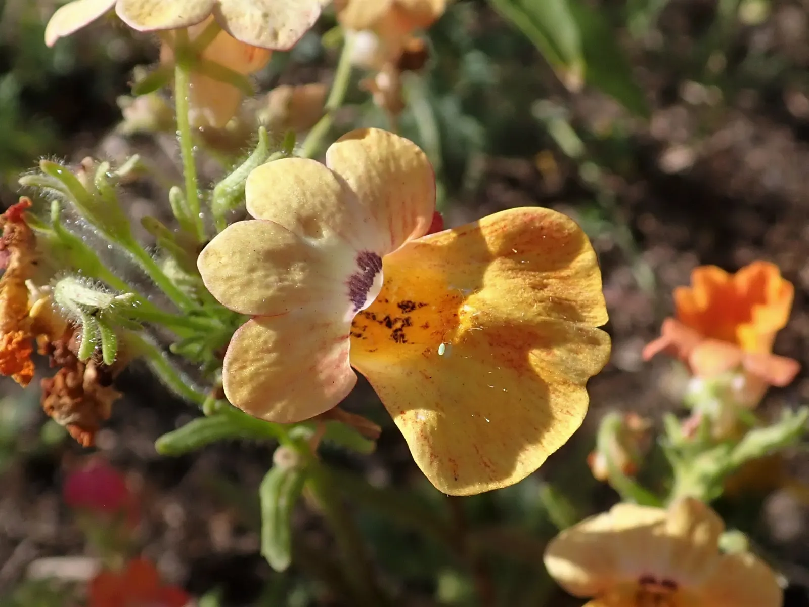 Garden Nemesia (Nemesia Strumosa) — it typically reaches heights of 8 to 12 inches and spreads approximately 8 to 12 inches wide; the Garden Nemesia (Nemesia