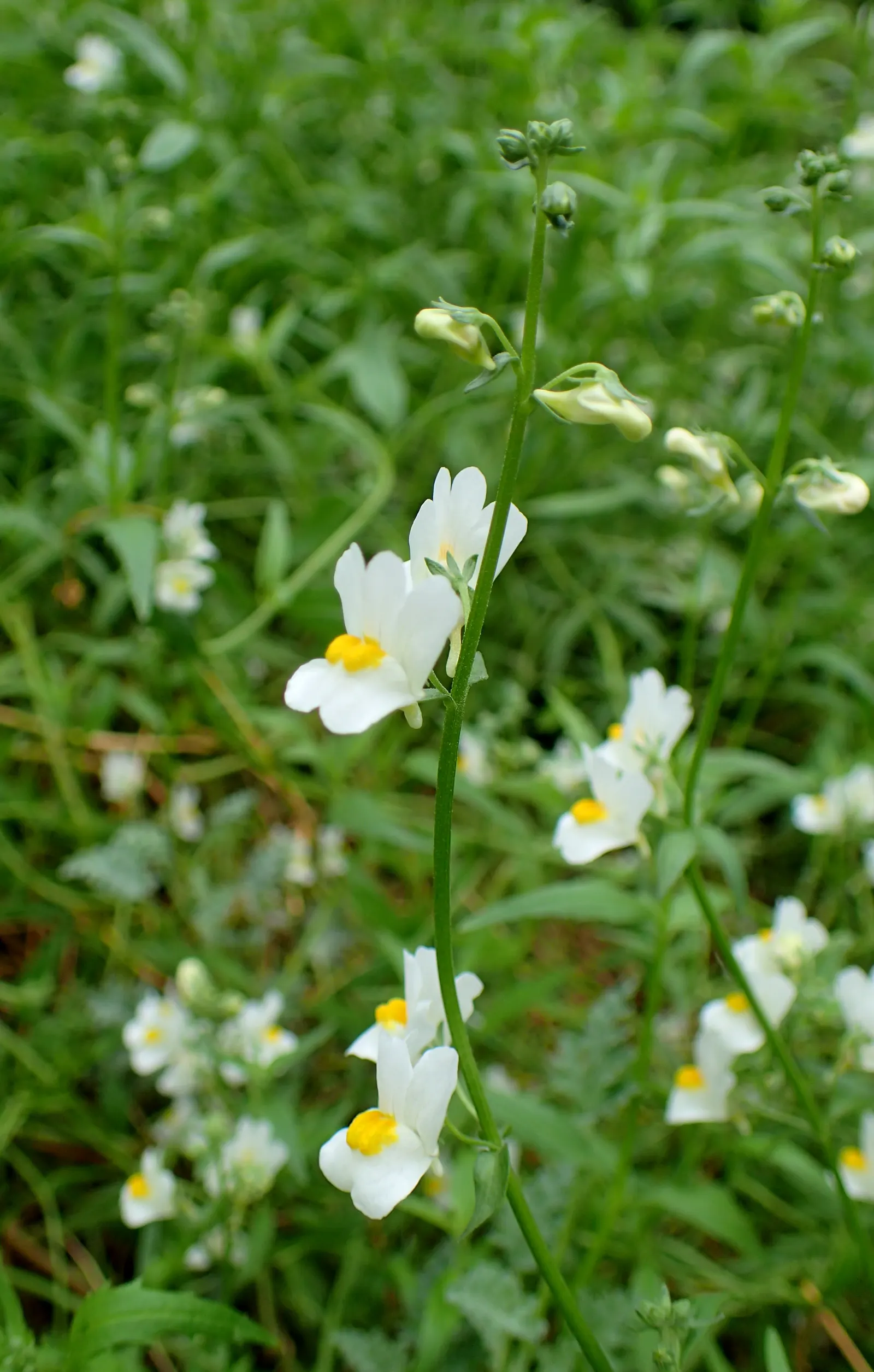 Garden Nemesia (Nemesia Strumosa) — reaching heights of 8-12 inches with a similar spread