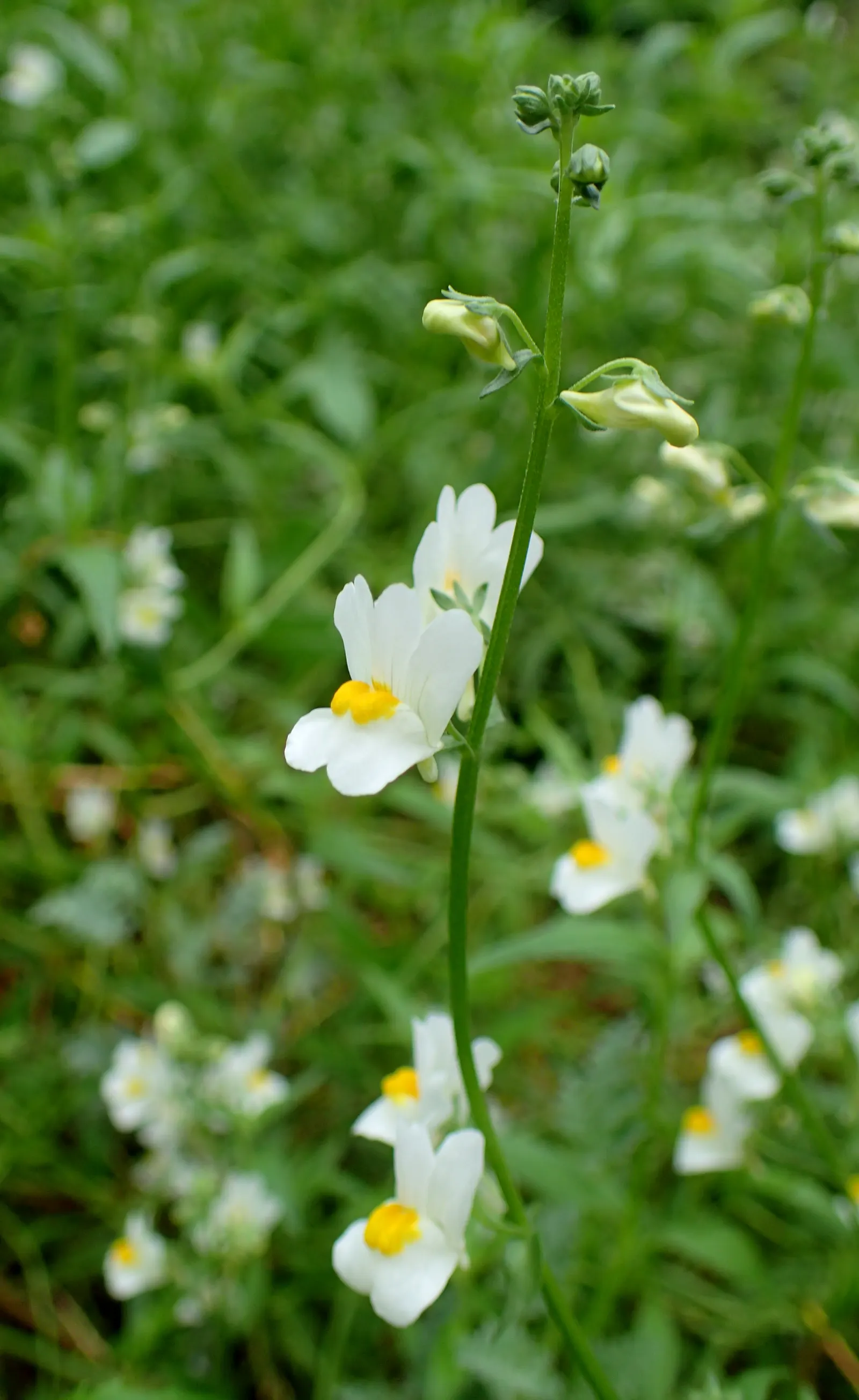 Garden Nemesia (Nemesia Strumosa) — long-lasting color into their outdoor spaces