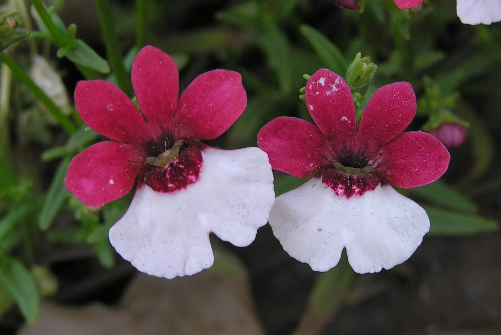 Garden Nemesia (Nemesia Strumosa) — annual with white blooms