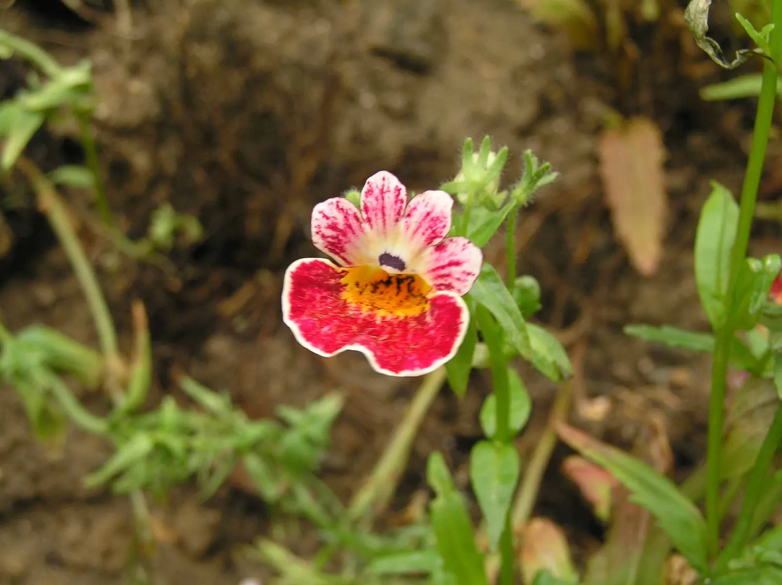 Garden Nemesia (Nemesia Strumosa) — it typically reaches heights of 8 to 12 inches and spreads approximately 8 to 12 inches wide