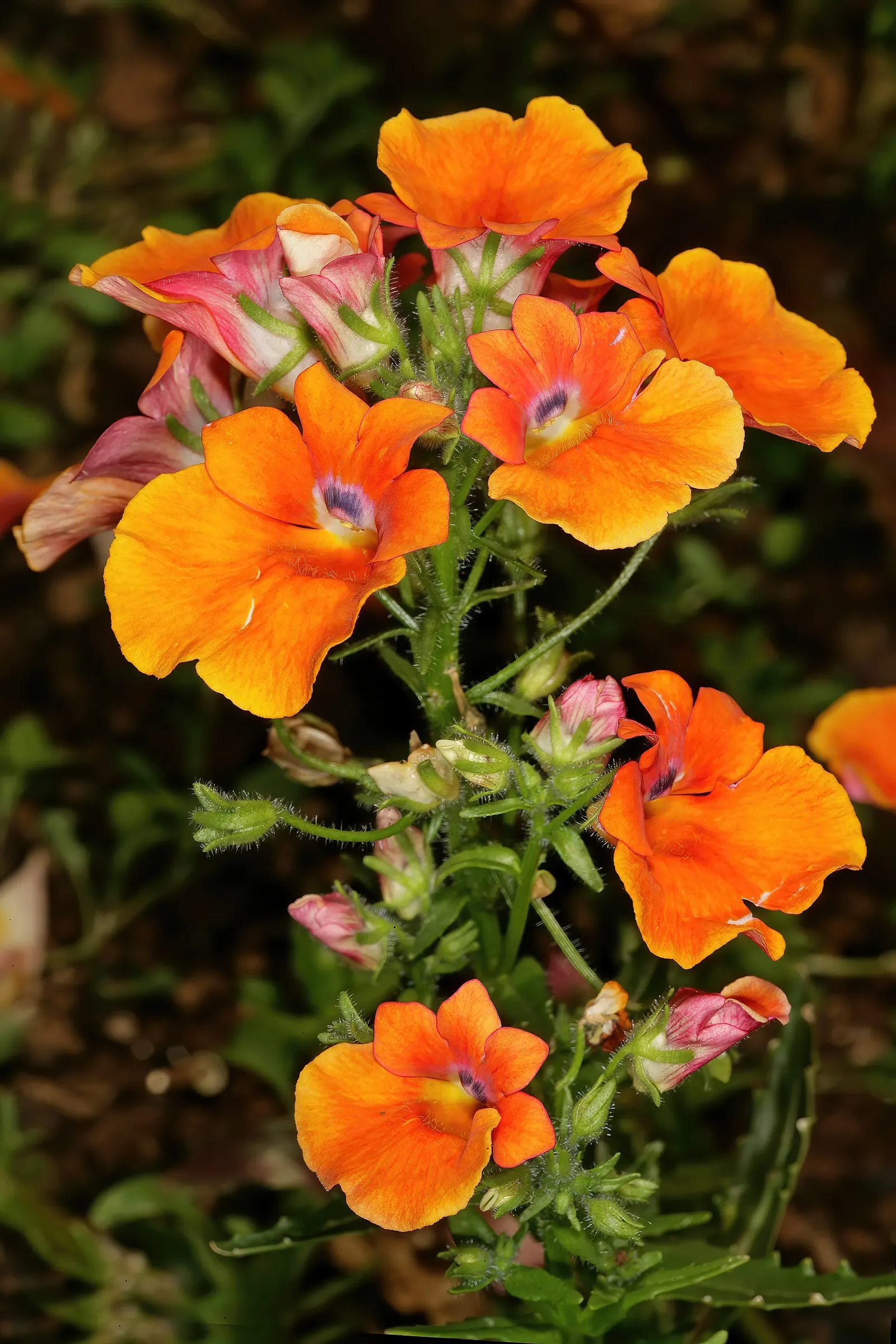 Garden Nemesia (Nemesia Strumosa) — in cooler climates they are treated as annuals; deadhead regularly for continuous bloom from spring to fall
