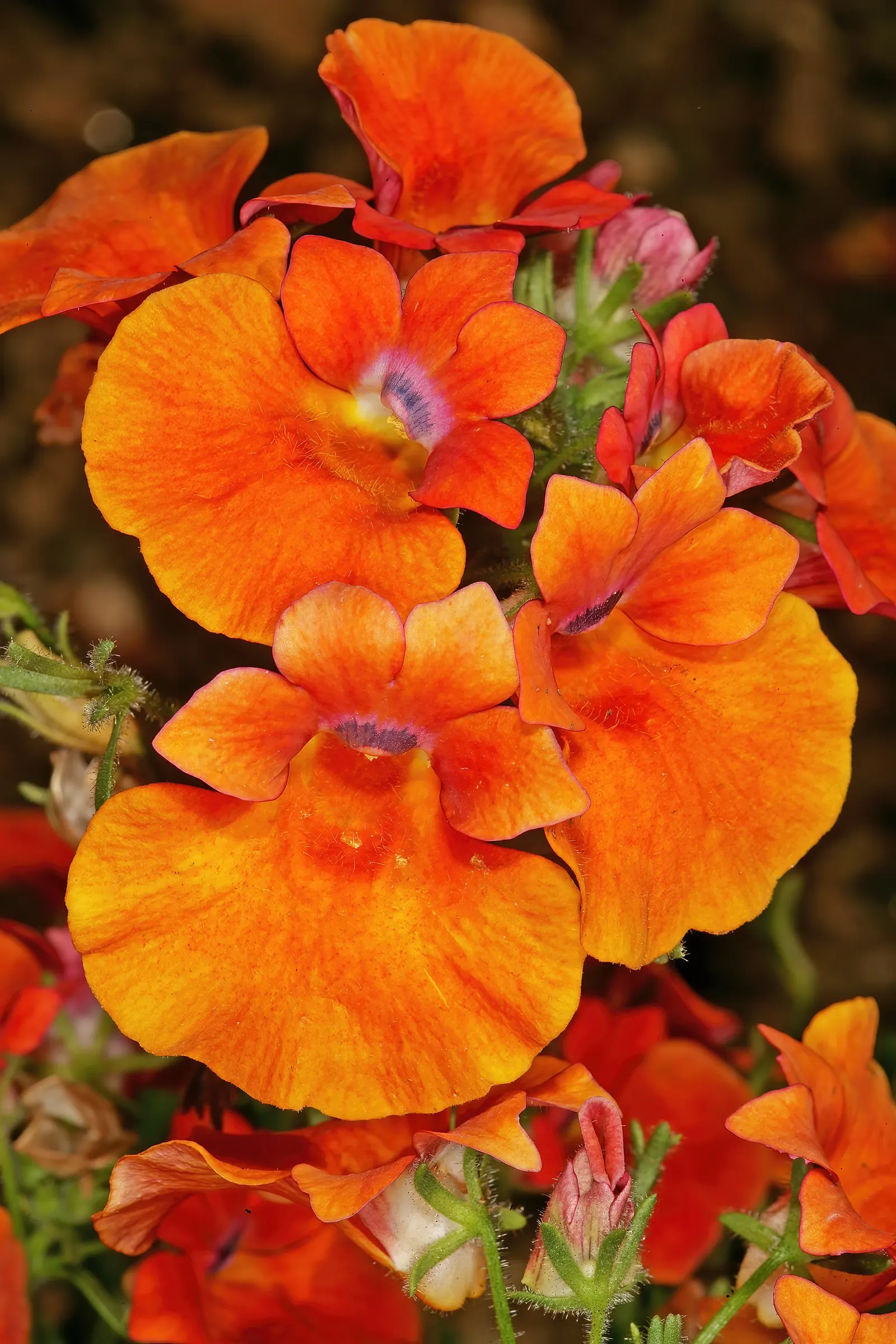 Garden Nemesia (Nemesia Strumosa) — often adorned with contrasting centers that add depth and interest; or as an accent in mixed flower beds.<br><br>Nemesia's