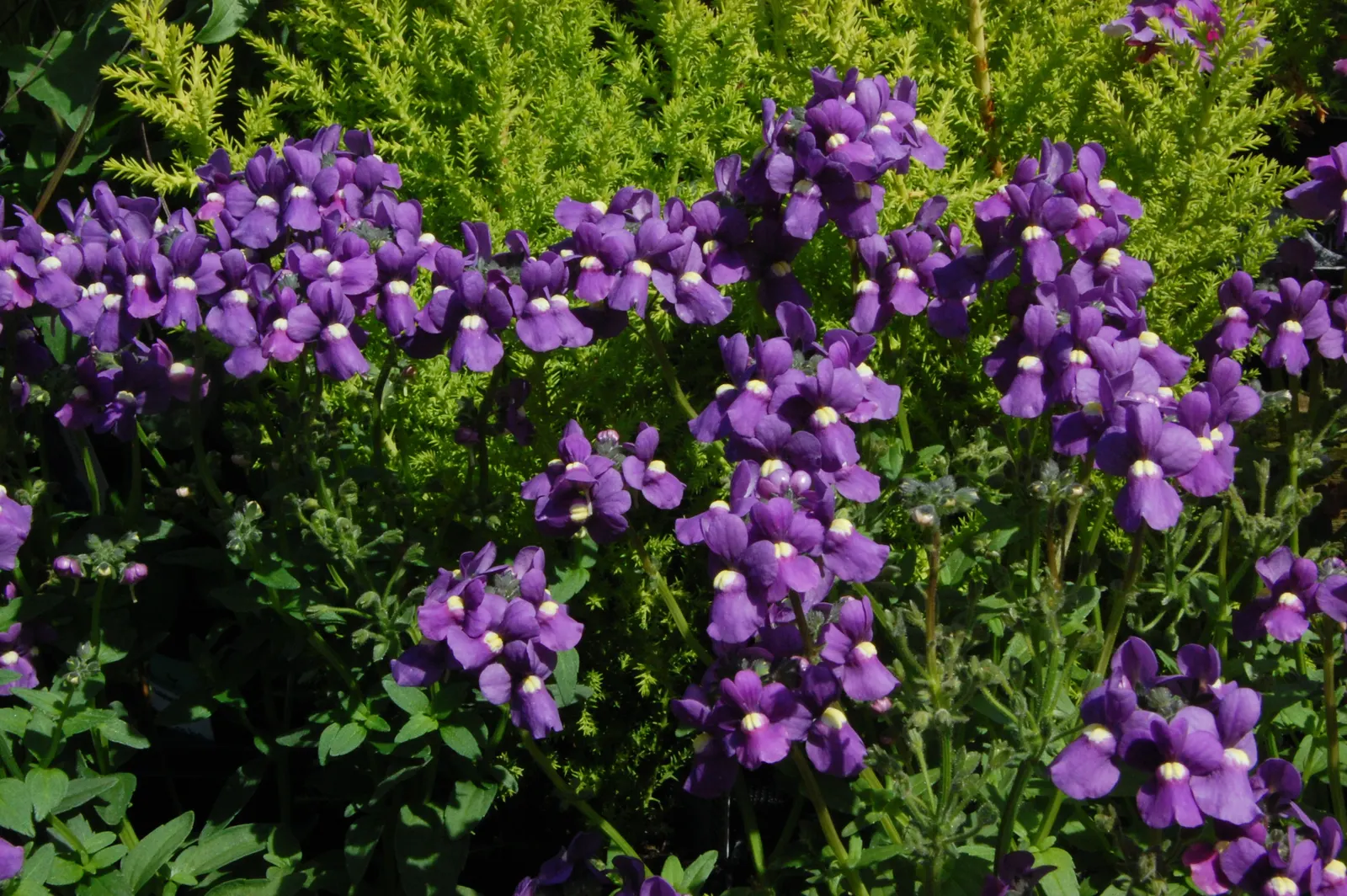 Garden Nemesia (Nemesia Strumosa) — blooming in a palette of blues