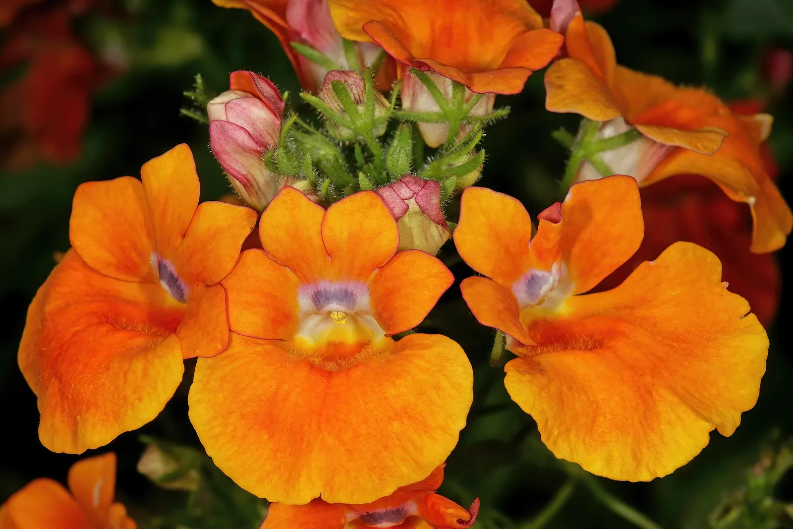 Garden Nemesia (Nemesia Strumosa) — Deadhead regularly for continuous bloom from spring to fall