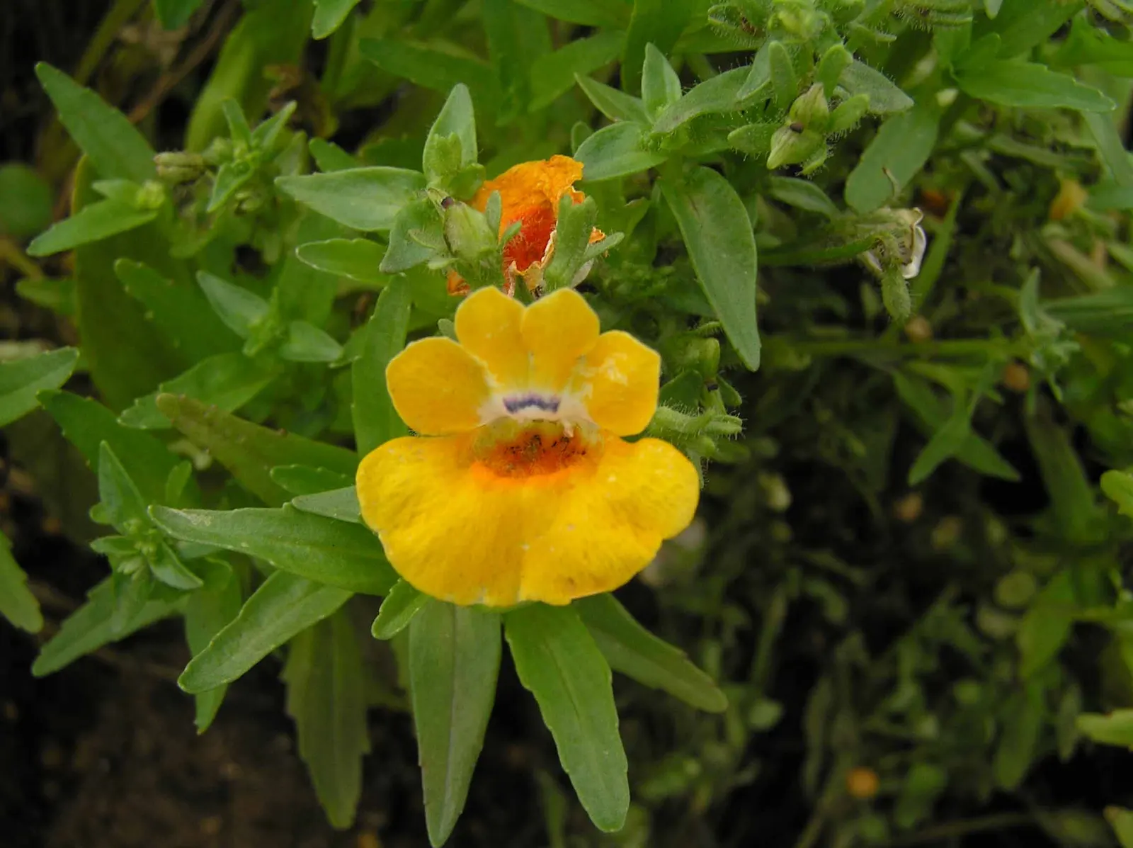 Garden Nemesia (Nemesia Strumosa) — it thrives in full sun to partial shade