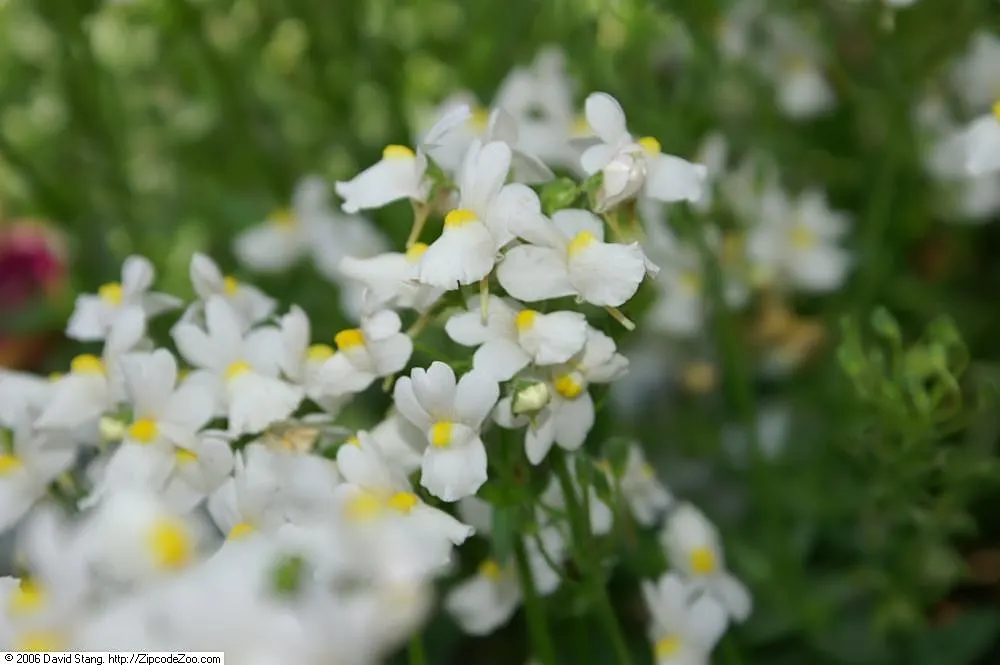Garden Nemesia (Nemesia Strumosa) — annual with white blooms; such as bees and butterflies.<br><br>For optimal growth