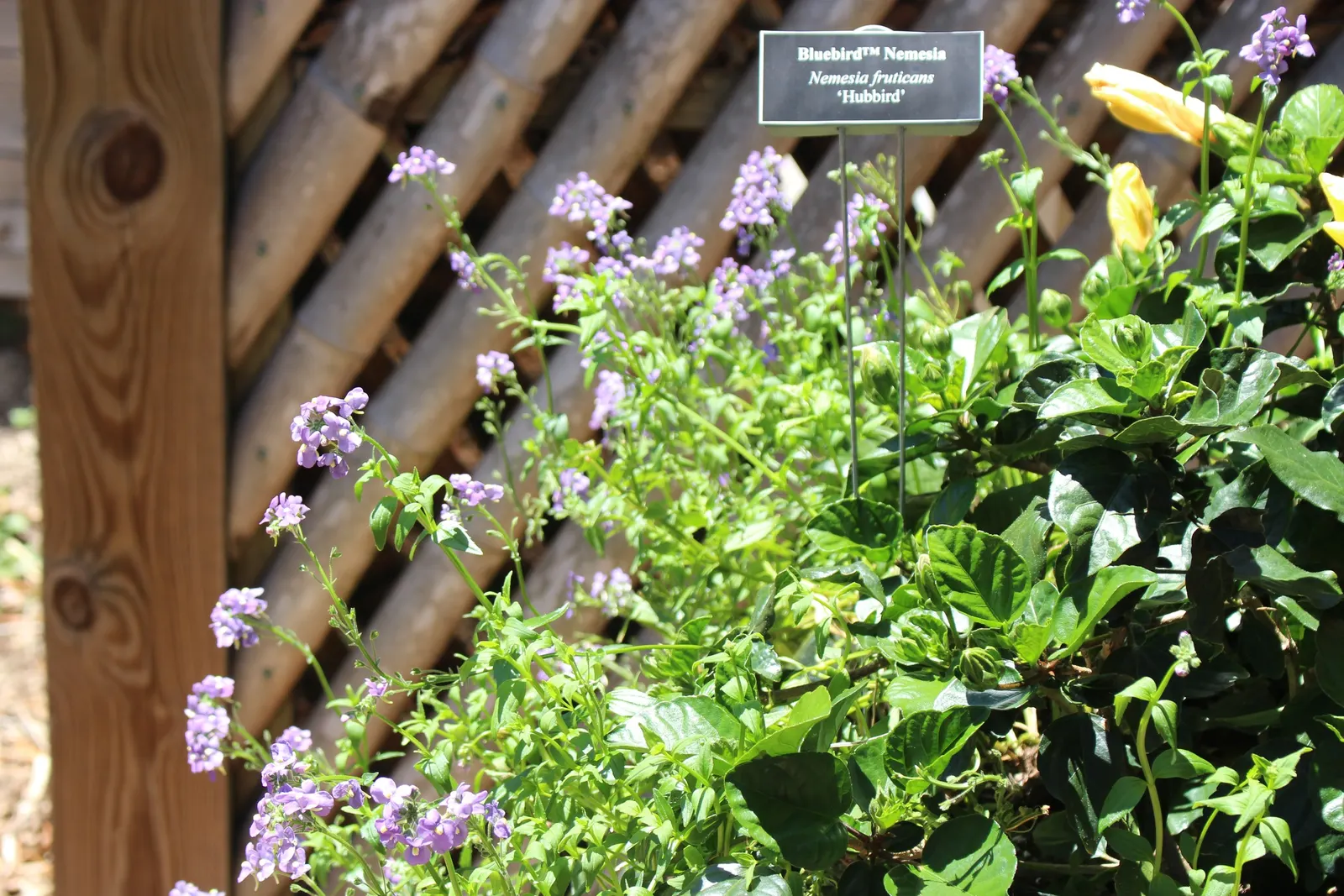 Garden Nemesia (Nemesia Strumosa) — Known for its profusion of delicate flowers; regular watering is necessary, especially in dry conditions, but care must be