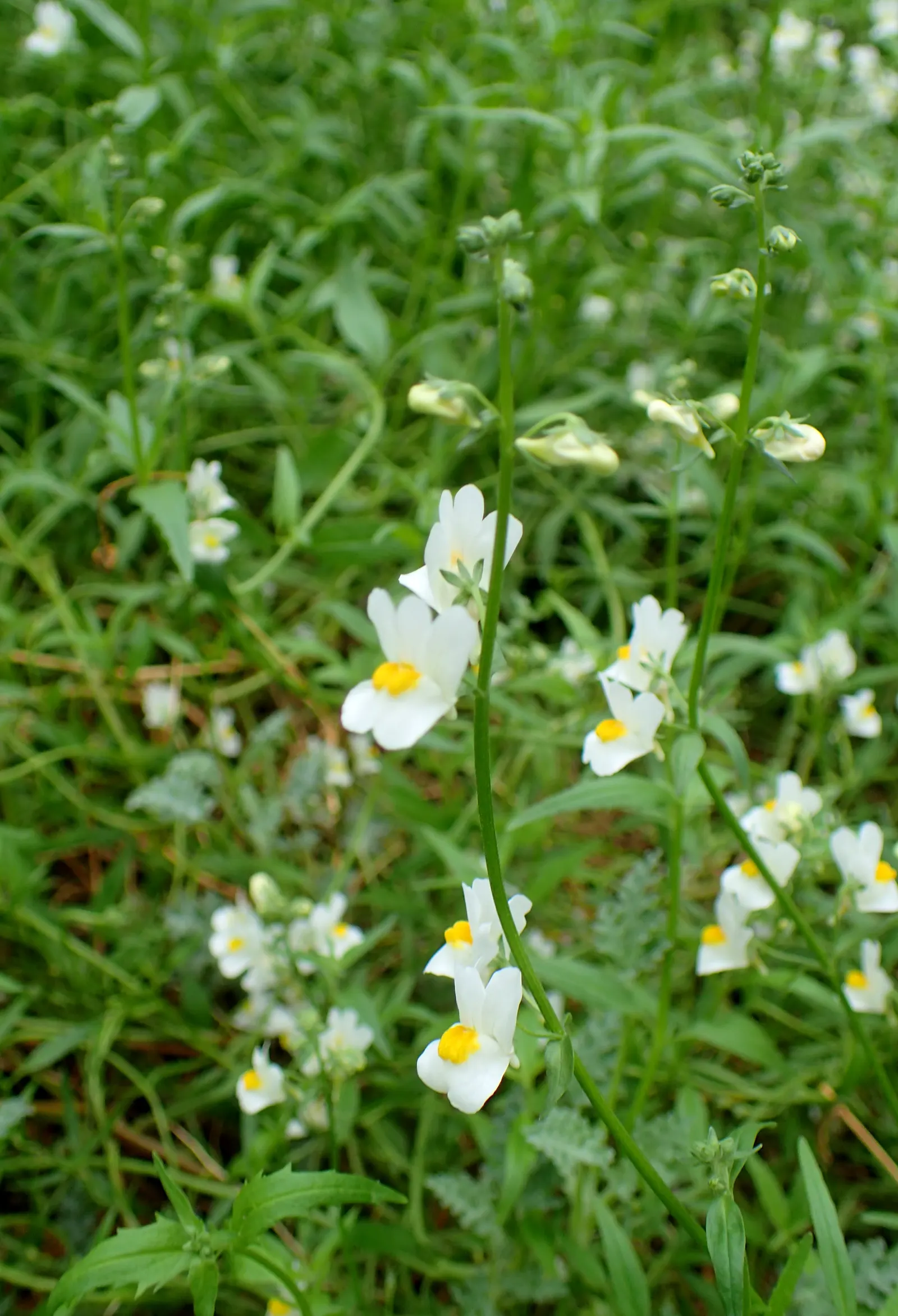 Garden Nemesia (Nemesia Strumosa) — With its easy-care nature and stunning floral display