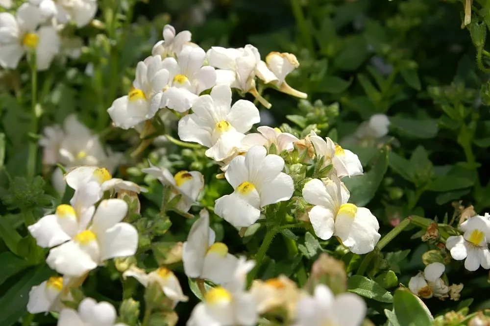 Garden Nemesia (Nemesia Strumosa) — Nemesia strumosa prefers full sun to partial shade