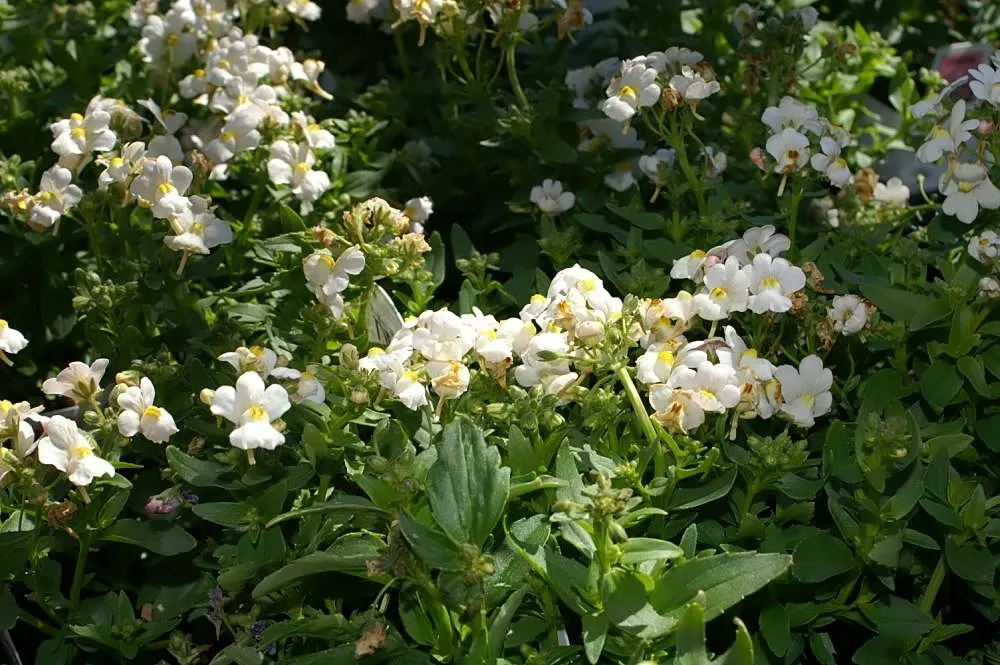 Garden Nemesia (Nemesia Strumosa) — or as an accent in mixed flower beds.<br><br>Nemesia's most striking feature is its abundant