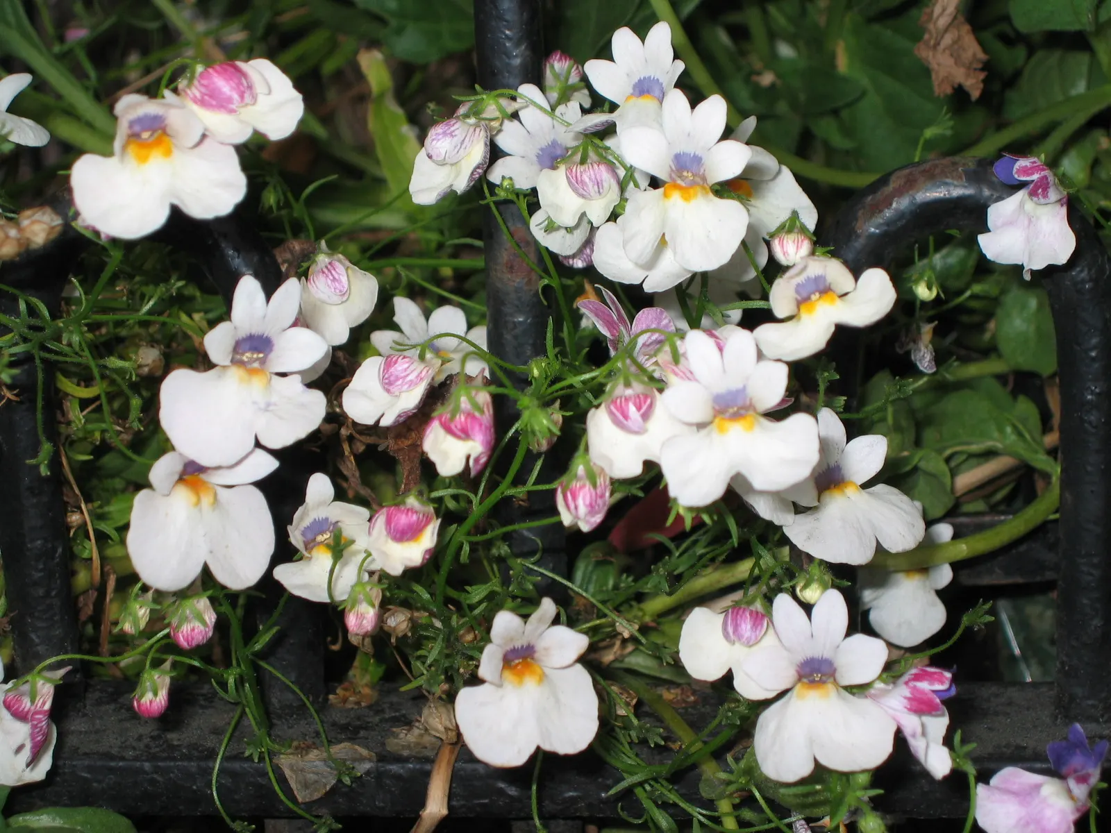 Garden Nemesia (Nemesia Strumosa) — light fragrance that attracts beneficial pollinators
