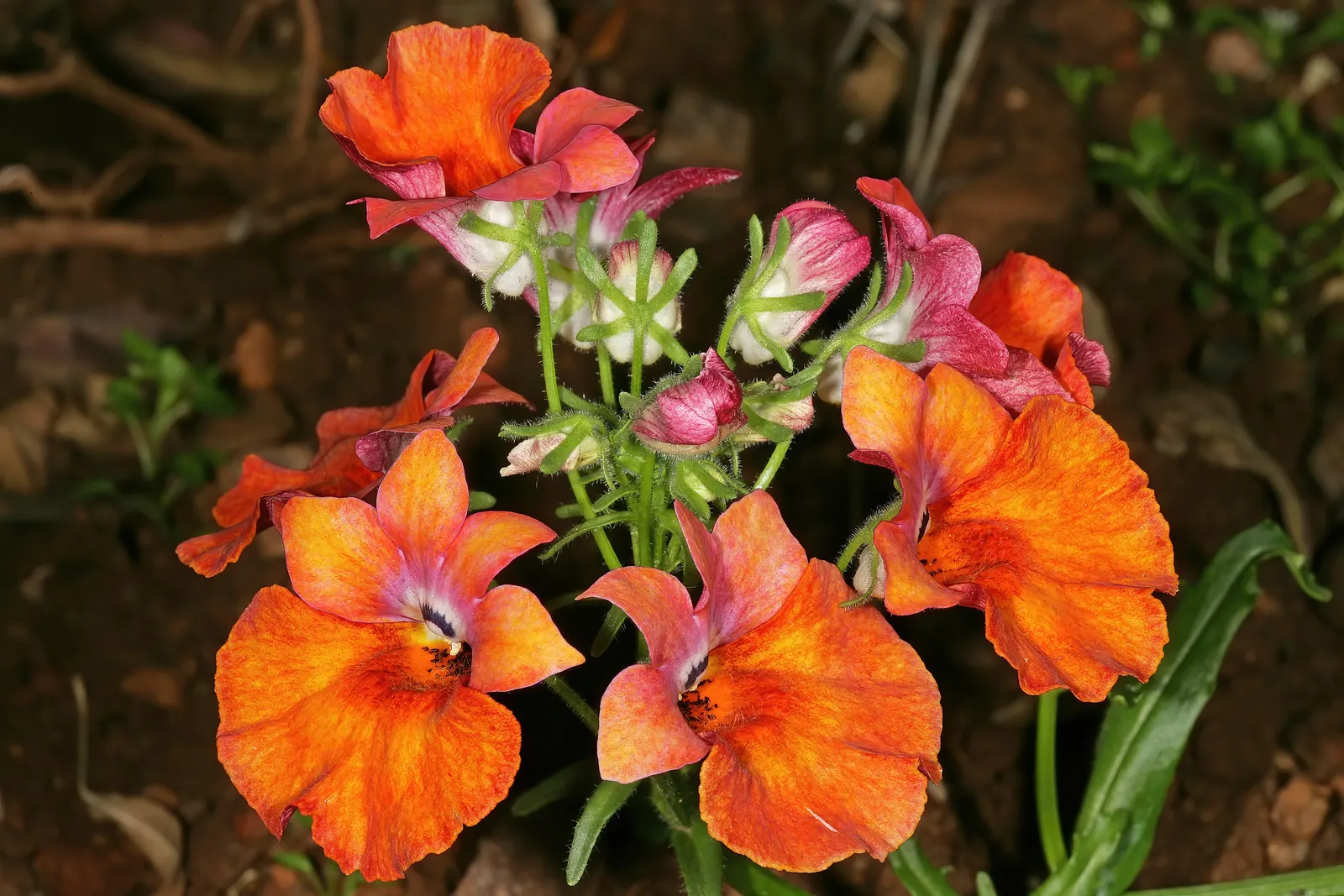 Garden Nemesia (Nemesia Strumosa) — With its easy-care nature and stunning floral display; adding a burst of temporary yet impactful beauty