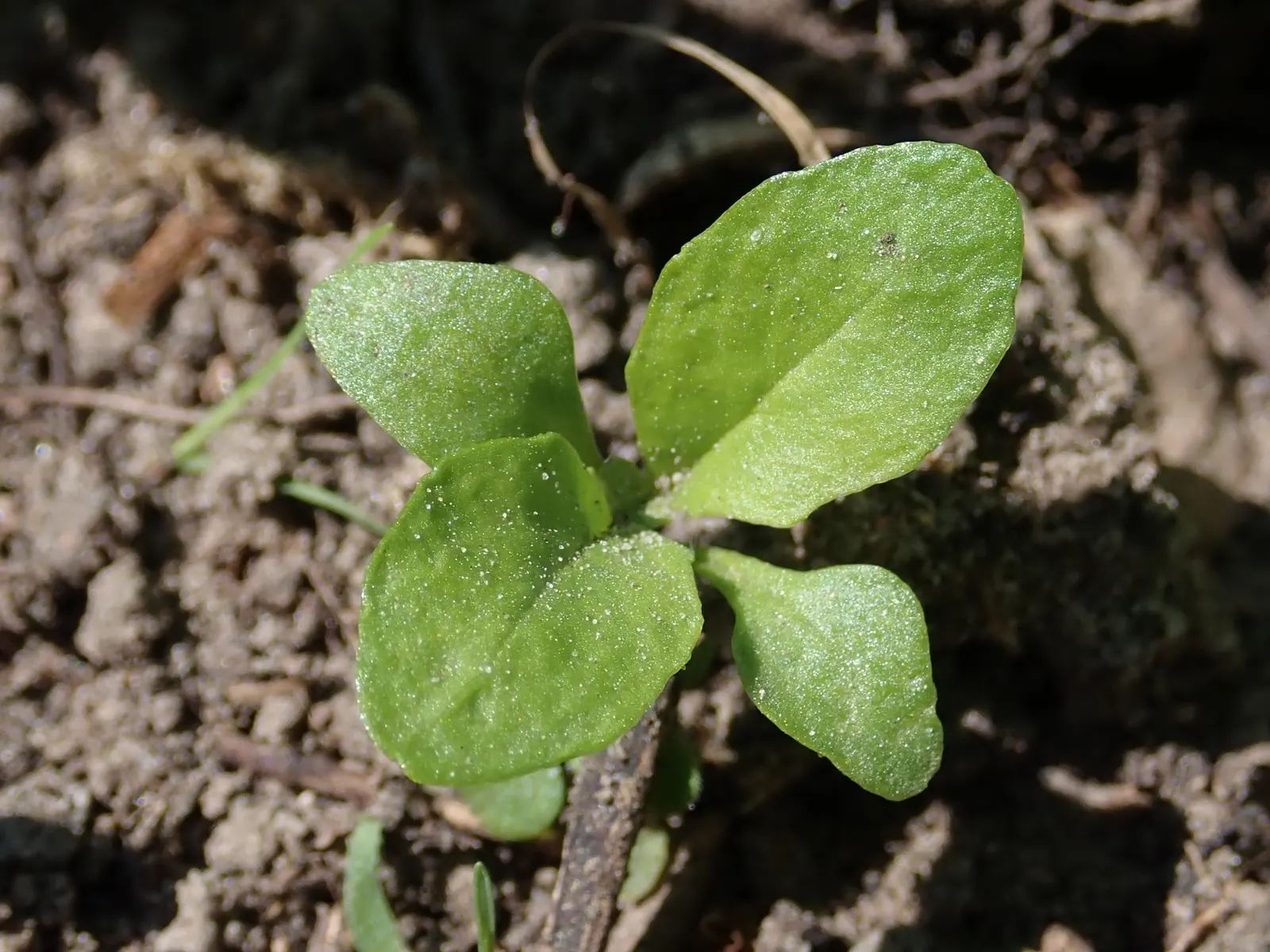 Garden Nemesia (Nemesia Strumosa) — Regular watering is necessary, especially in dry conditions, but care must be taken to avoid waterlogging