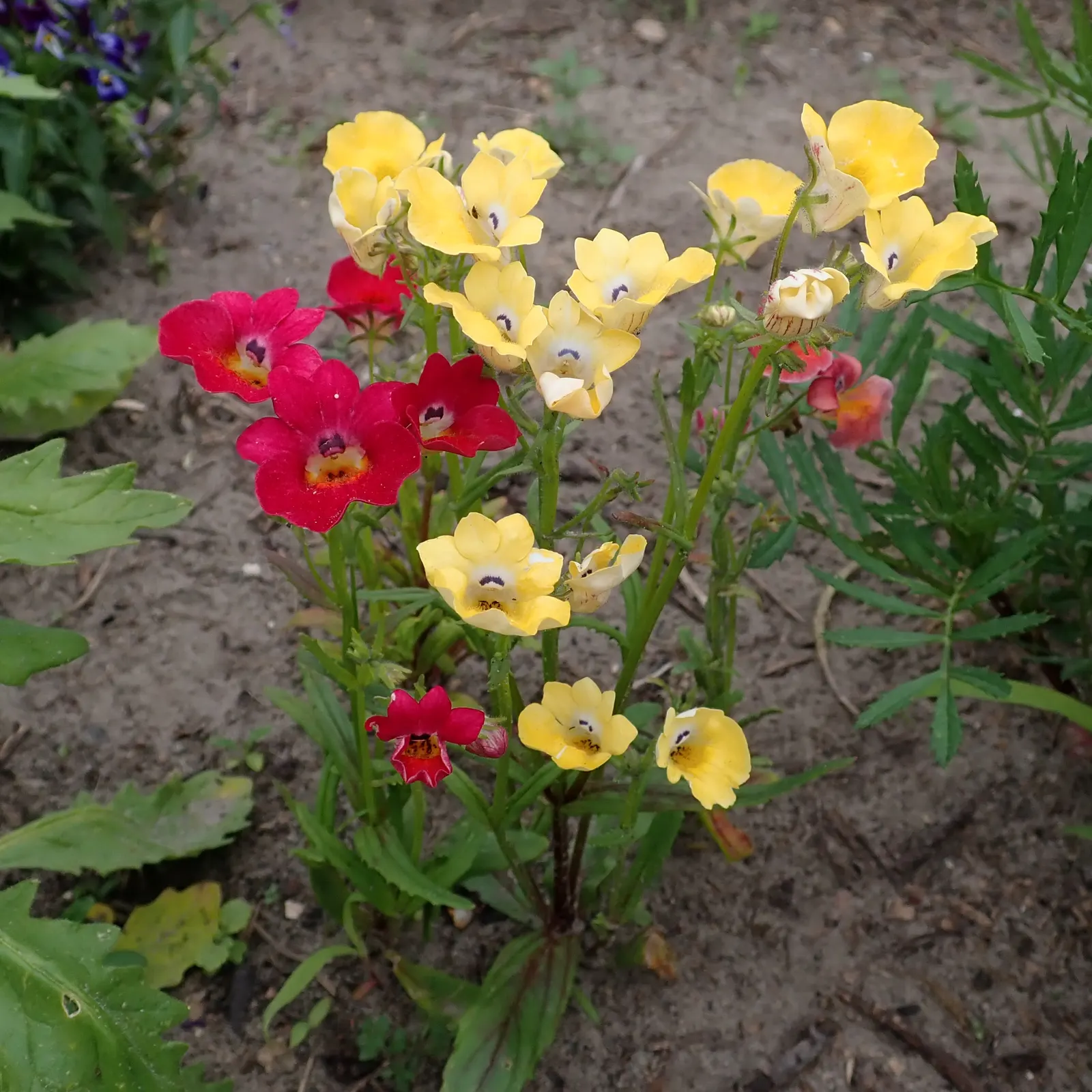 Garden Nemesia (Nemesia Strumosa) — The flowers have a pleasant; nemesia strumosa prefers full sun to partial shade