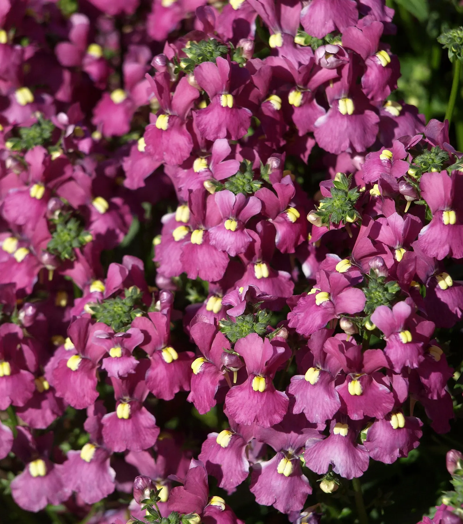 Garden Nemesia (Nemesia Strumosa) — two-lipped flowers that bloom profusely from late spring into early fall