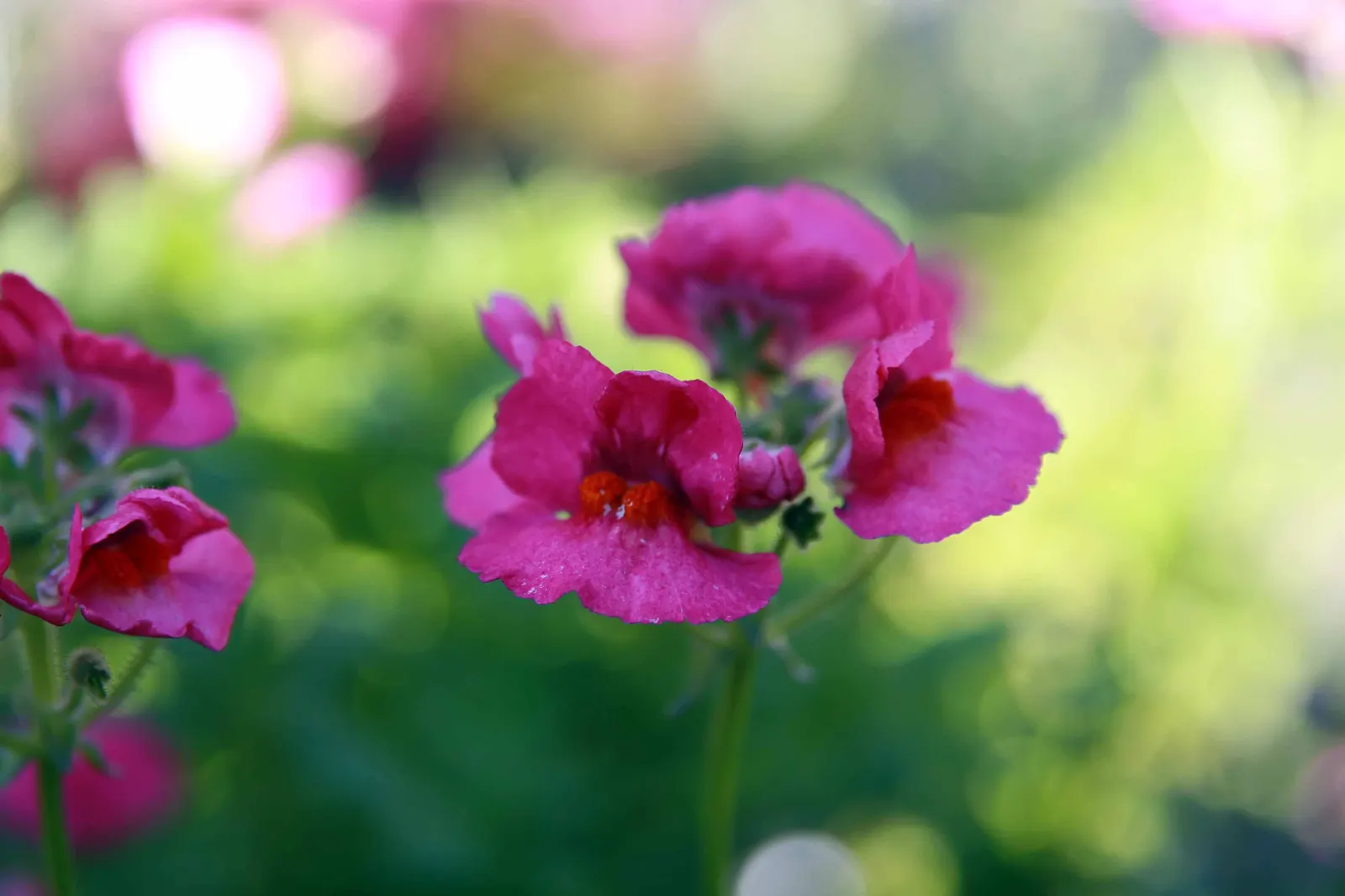 Garden Nemesia (Nemesia Strumosa) — Known for its profusion of delicate flowers; regular watering is necessary, especially in dry conditions, but, image 55