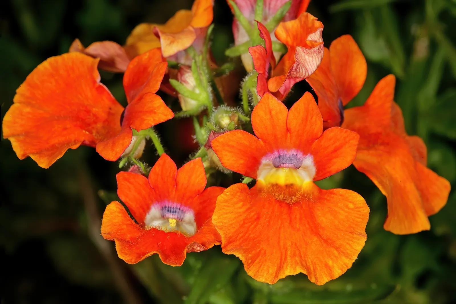 Garden Nemesia (Nemesia Strumosa) — light fragrance that attracts beneficial pollinators; white flowers in the garden