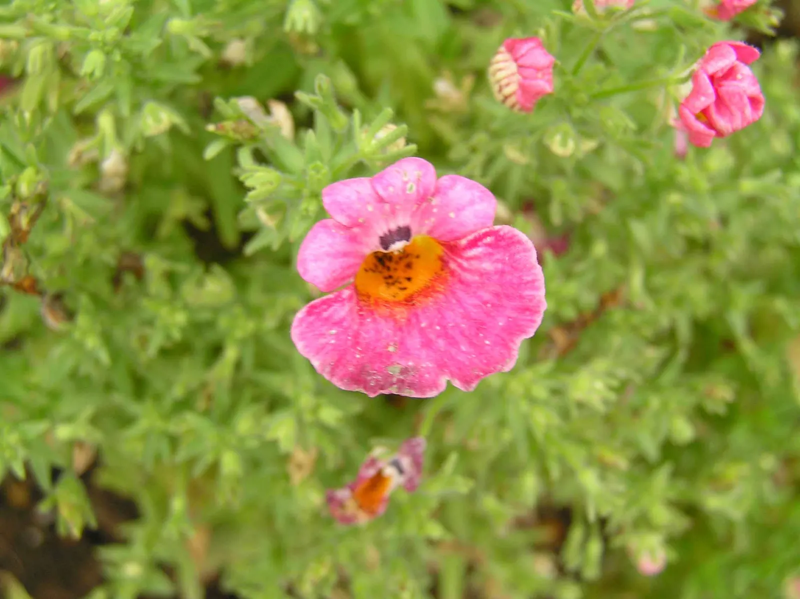 Garden Nemesia (Nemesia Strumosa) — The flowers have a pleasant