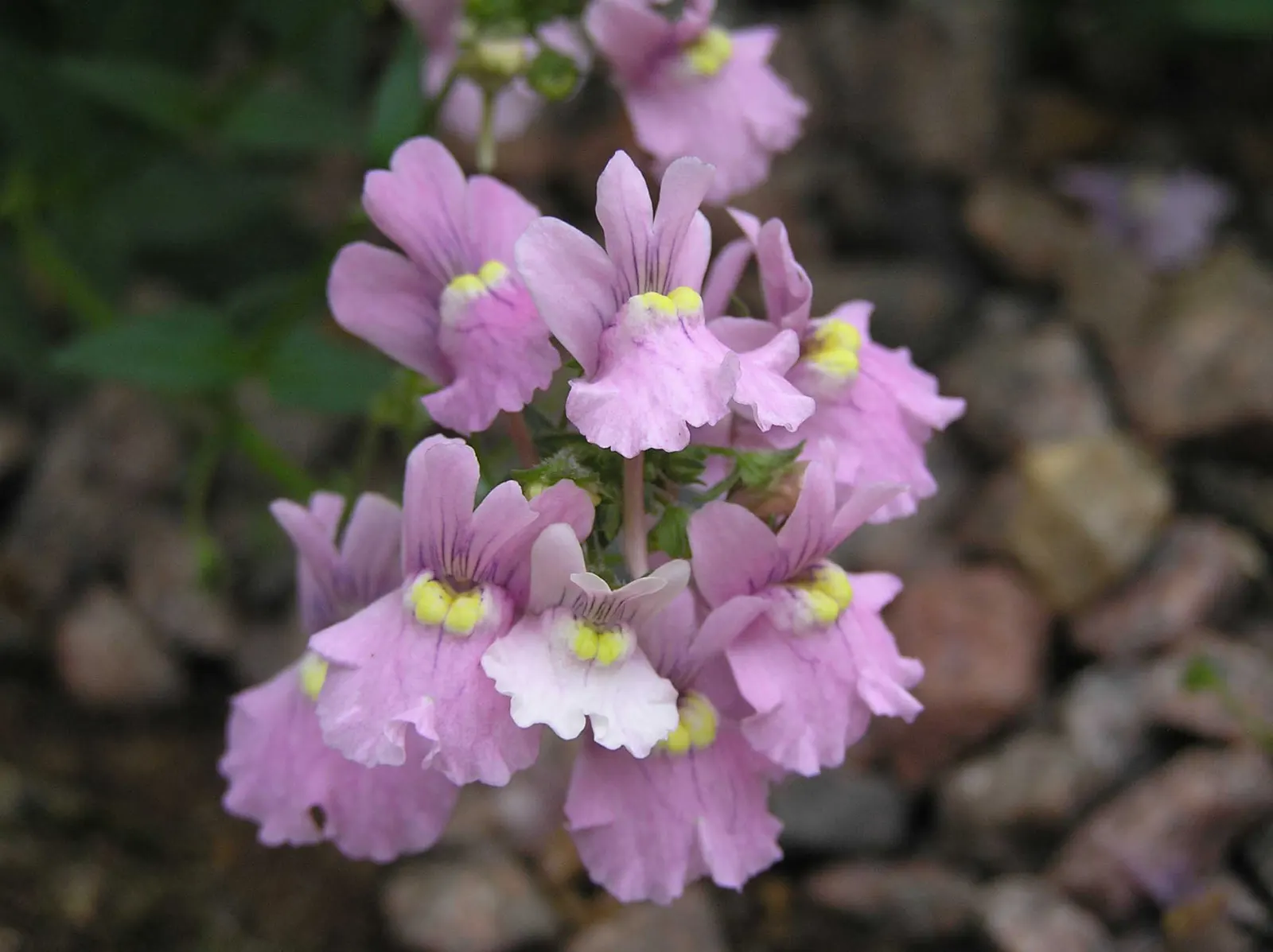 Garden Nemesia (Nemesia Strumosa) — Deadheading spent blooms can encourage a longer flowering season.<br><br>Hardy in USDA zones 9 through 11; annual for full