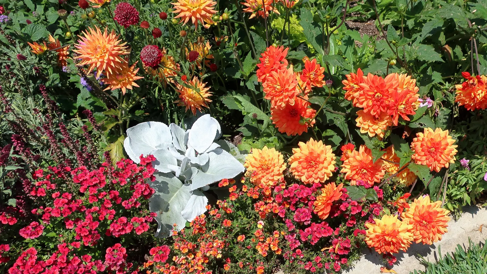 Garden Nemesia (Nemesia Strumosa) — The blossoms come in a wide array of colors