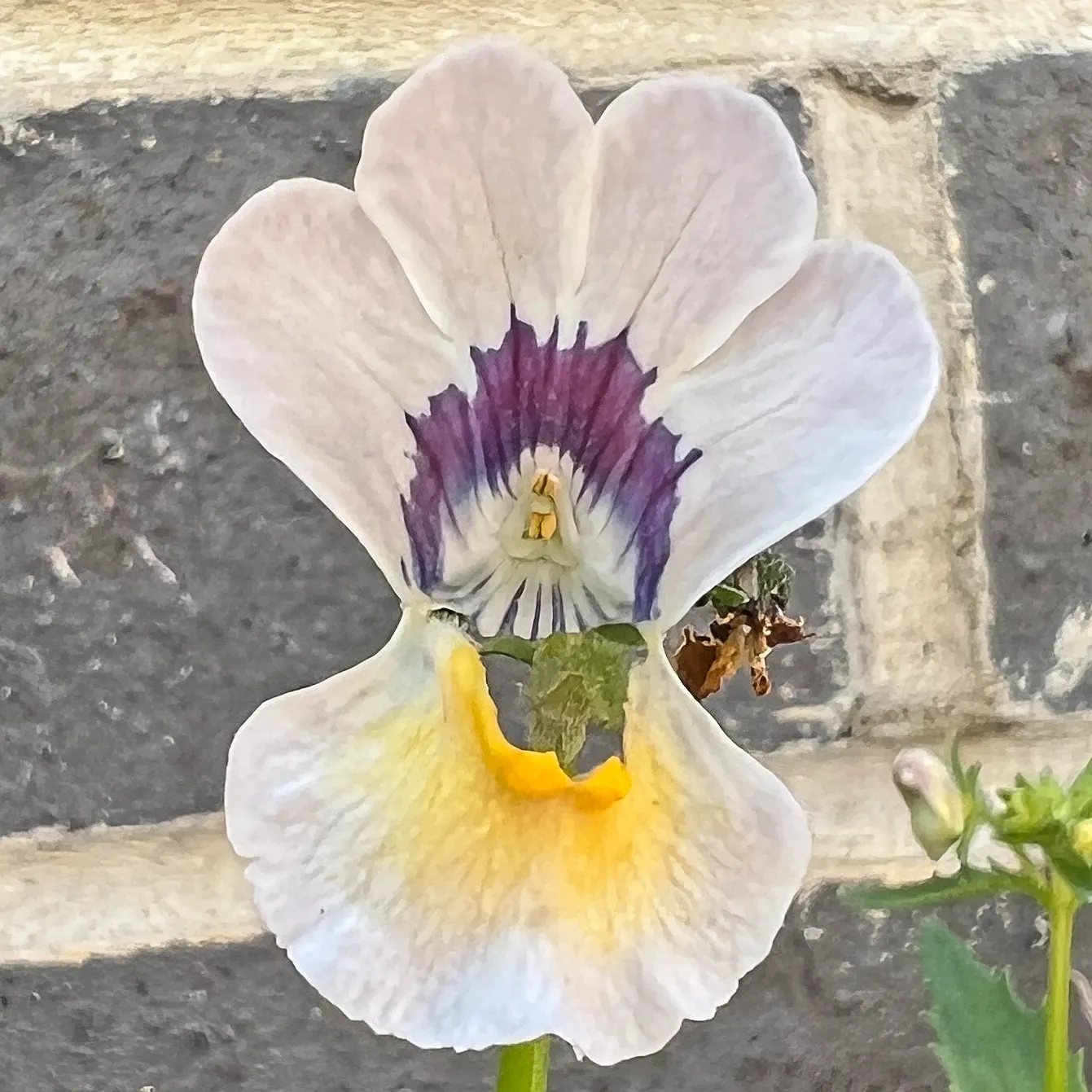 Garden Nemesia (Nemesia Strumosa) — adding a burst of temporary yet impactful beauty; the flowers have a pleasant