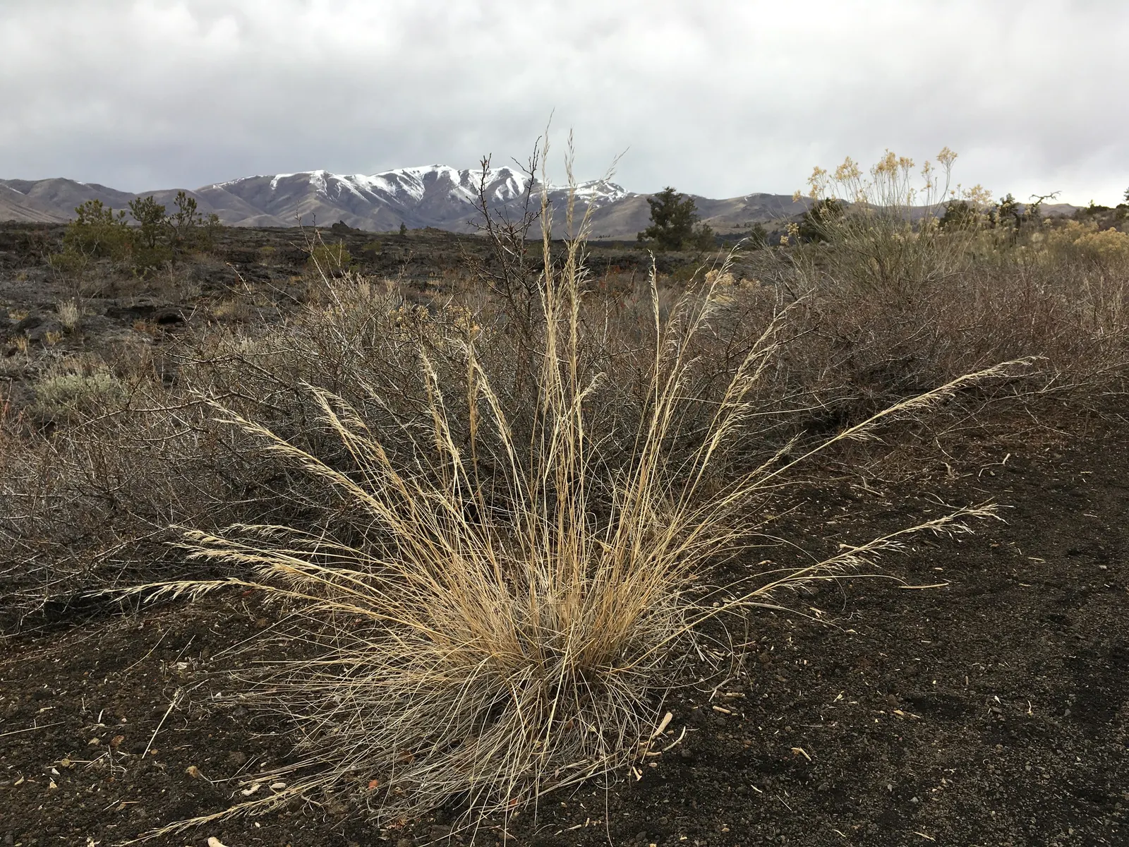 Indian Rice Grass (Achnatherum hymenoides) — plant Indian Rice Grass in well-drained soil