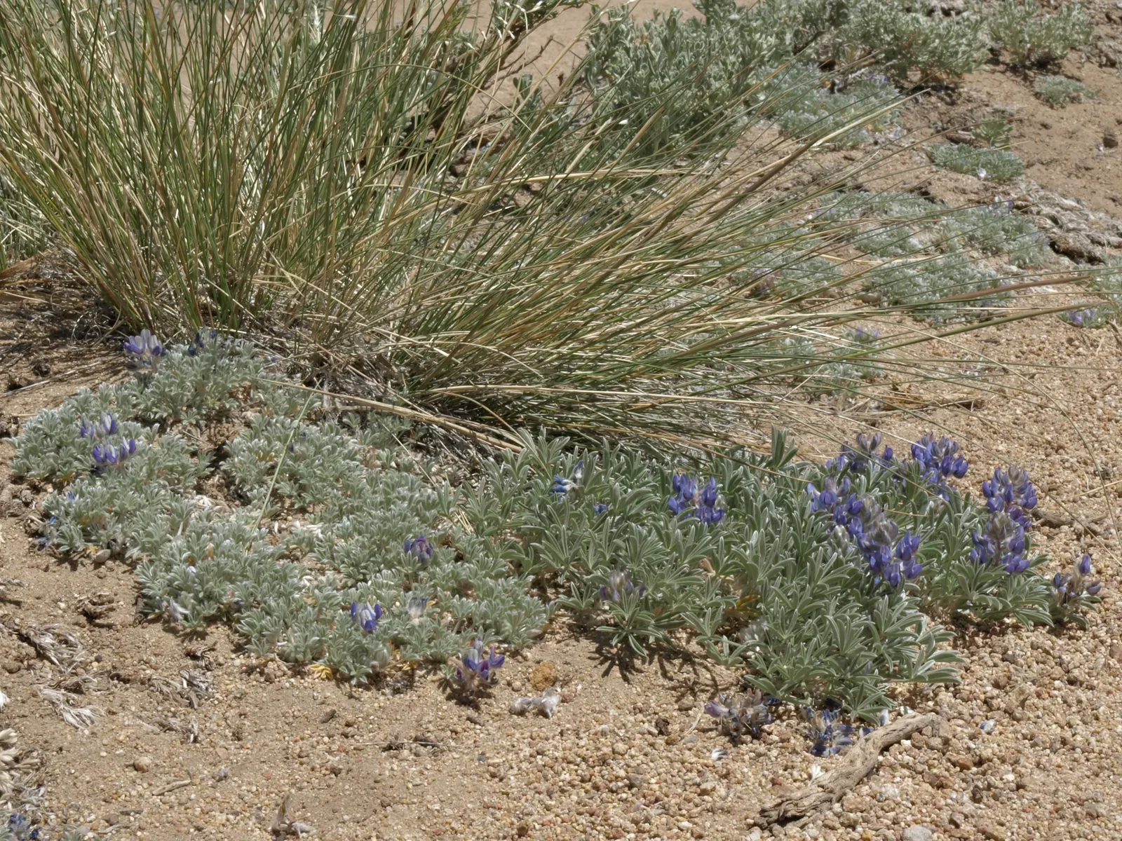 Indian Rice Grass (Achnatherum hymenoides) — grass for full or half or shade