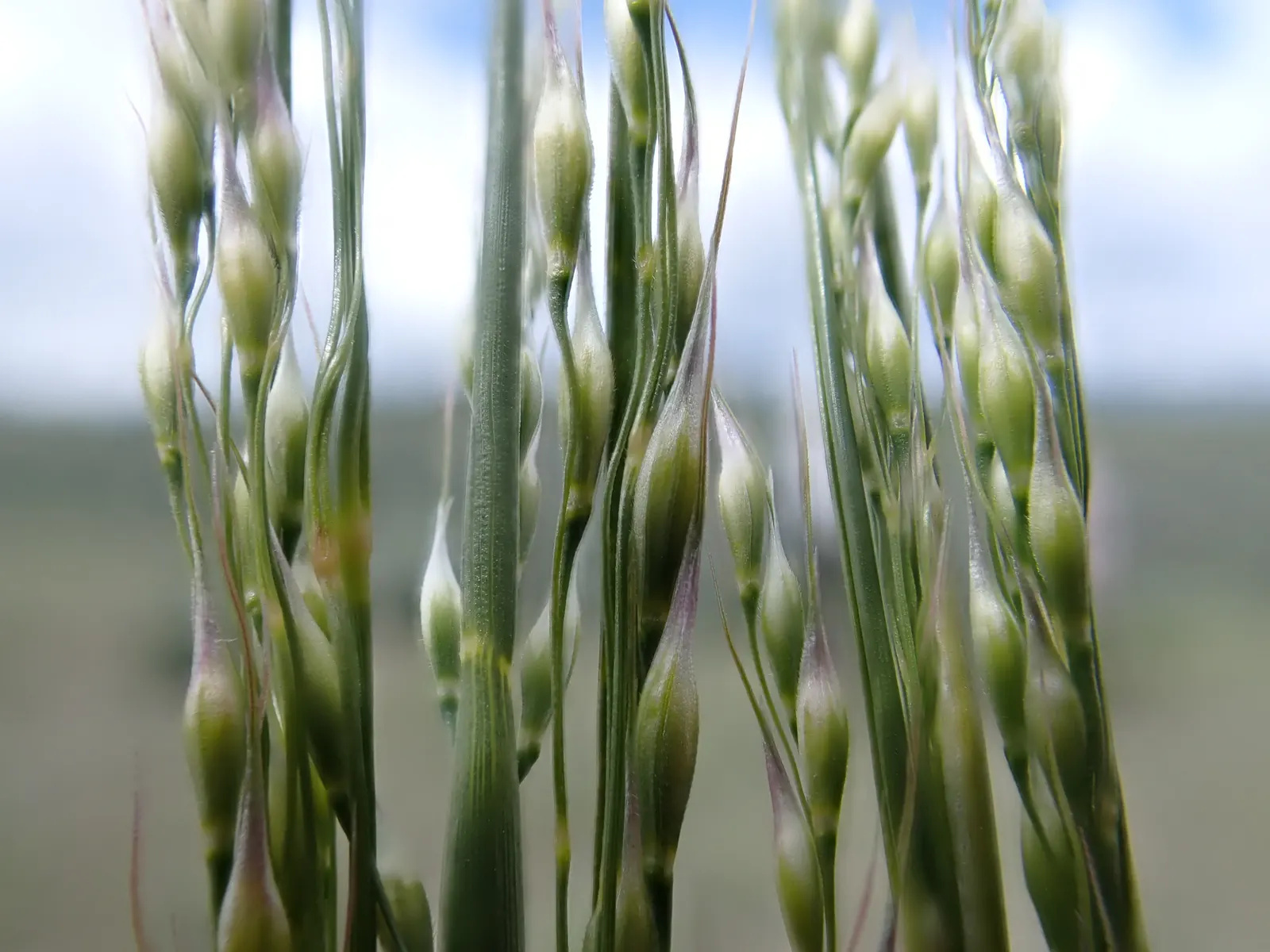 Indian Rice Grass (Achnatherum hymenoides) — and its historical significance as a traditional food source for indigenous peoples