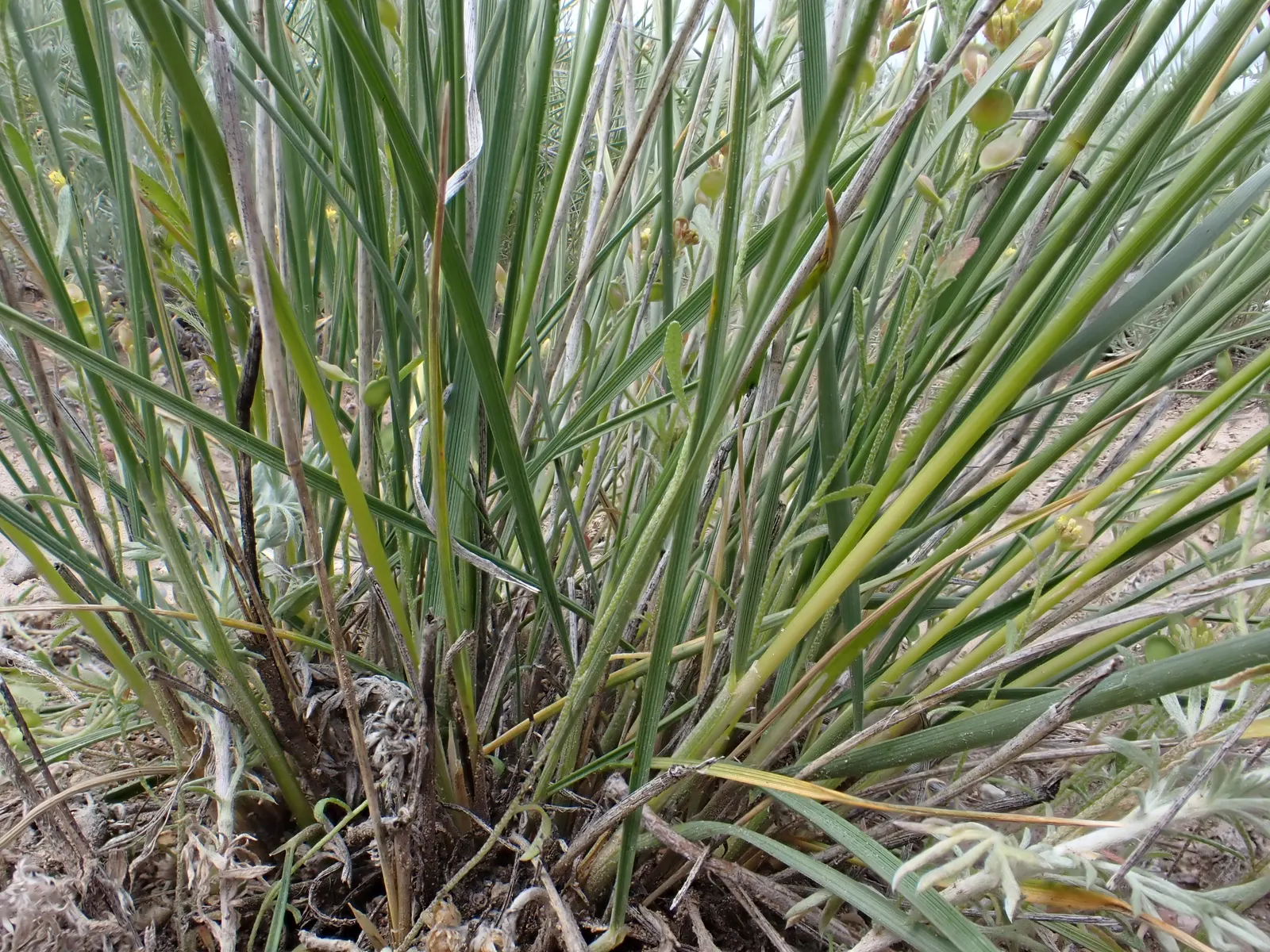 Indian Rice Grass (Achnatherum hymenoides) — delicate green foliage that transitions to a golden hue in the fall