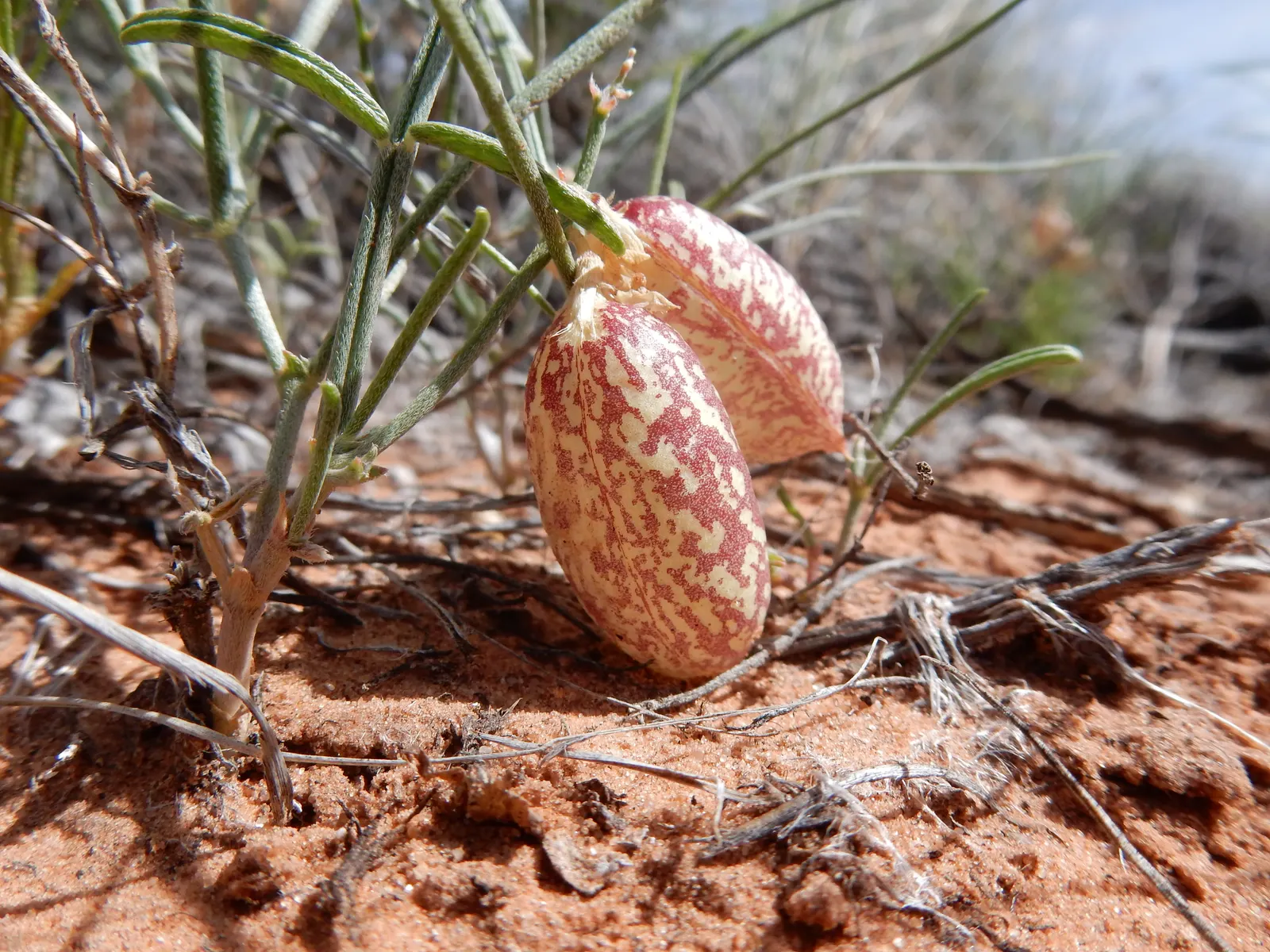 Indian Rice Grass (Achnatherum hymenoides) — thrives in arid environments of North America‚Äôs Southwest