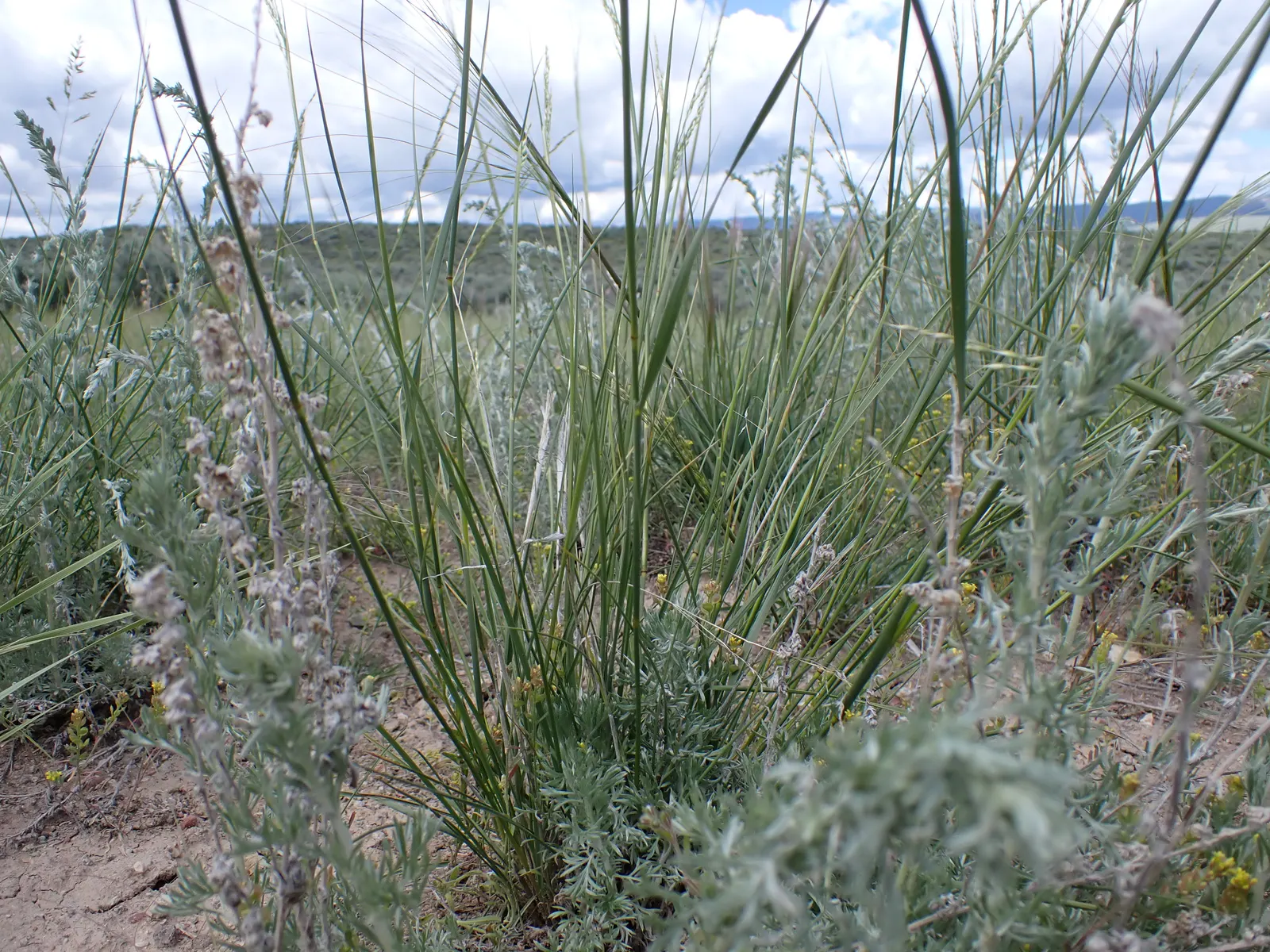 Indian Rice Grass (Achnatherum hymenoides) — providing year-round visual appeal.<br><br>Adaptable to USDA hardiness zones 4 through 9