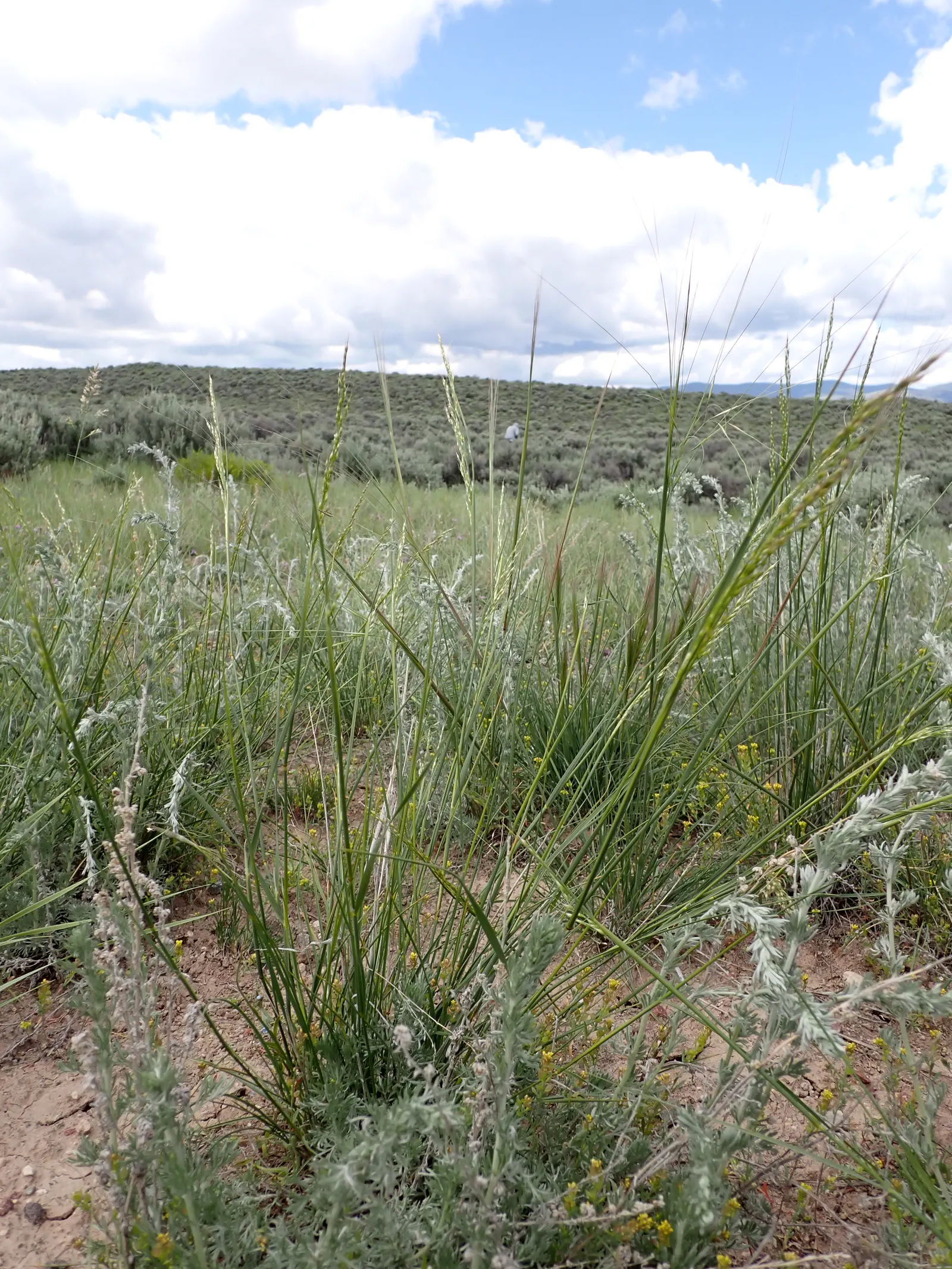 Indian Rice Grass (Achnatherum hymenoides) — making it a perfect candidate for xeriscaping