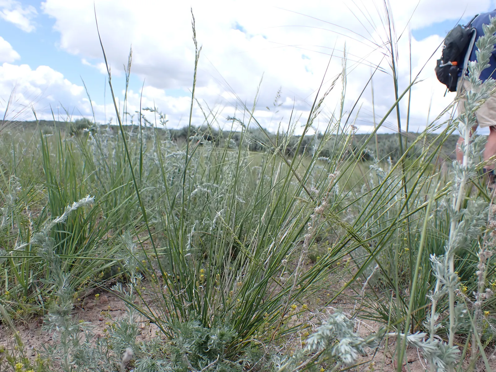 Indian Rice Grass (Achnatherum hymenoides) — Indian Rice Grass thrives in full sun and exhibits exceptional drought tolerance once established