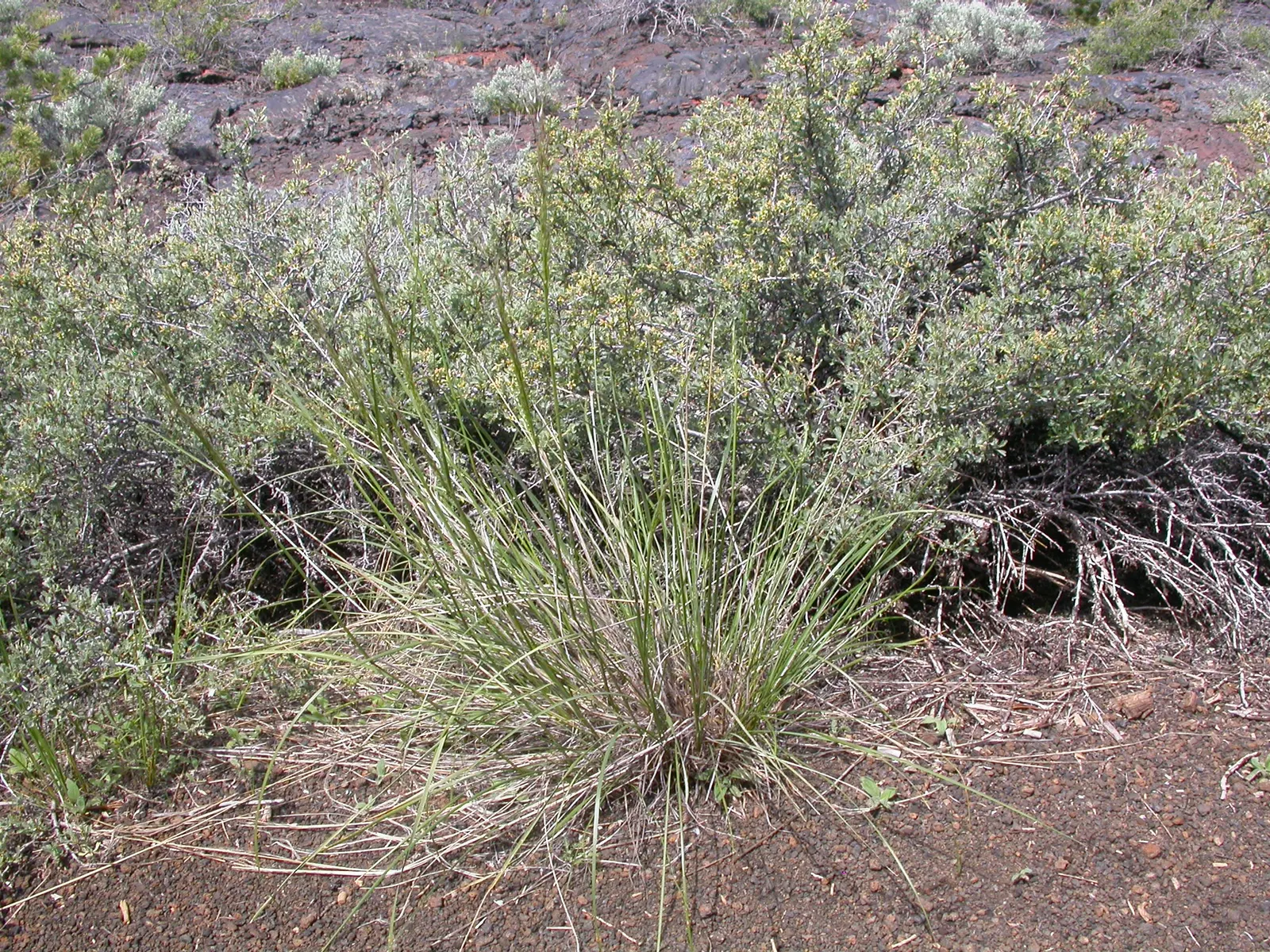 Indian Rice Grass (Achnatherum hymenoides) — is a perennial bunchgrass that serves as a splendid choice for naturalistic landscaping in arid regions