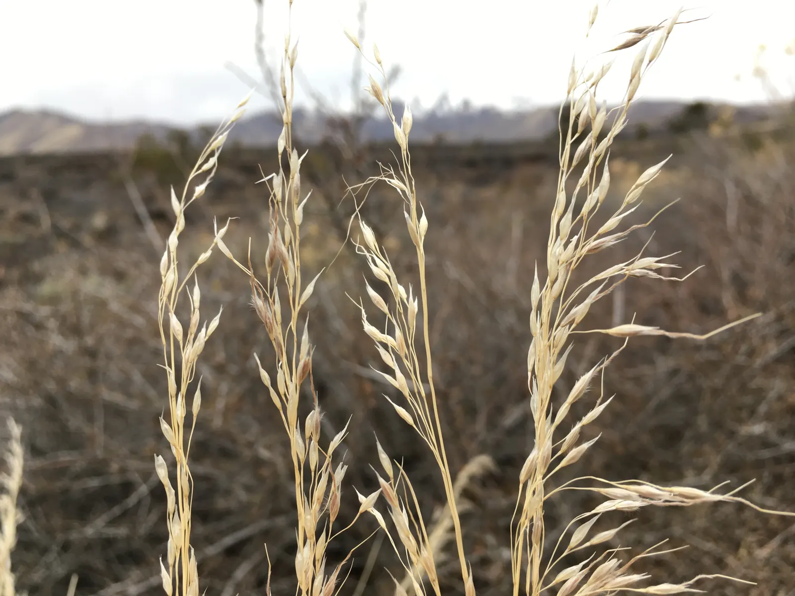 Indian Rice Grass (Achnatherum hymenoides) — which resemble grains of rice and add an ethereal quality to the landscape when they catch the light