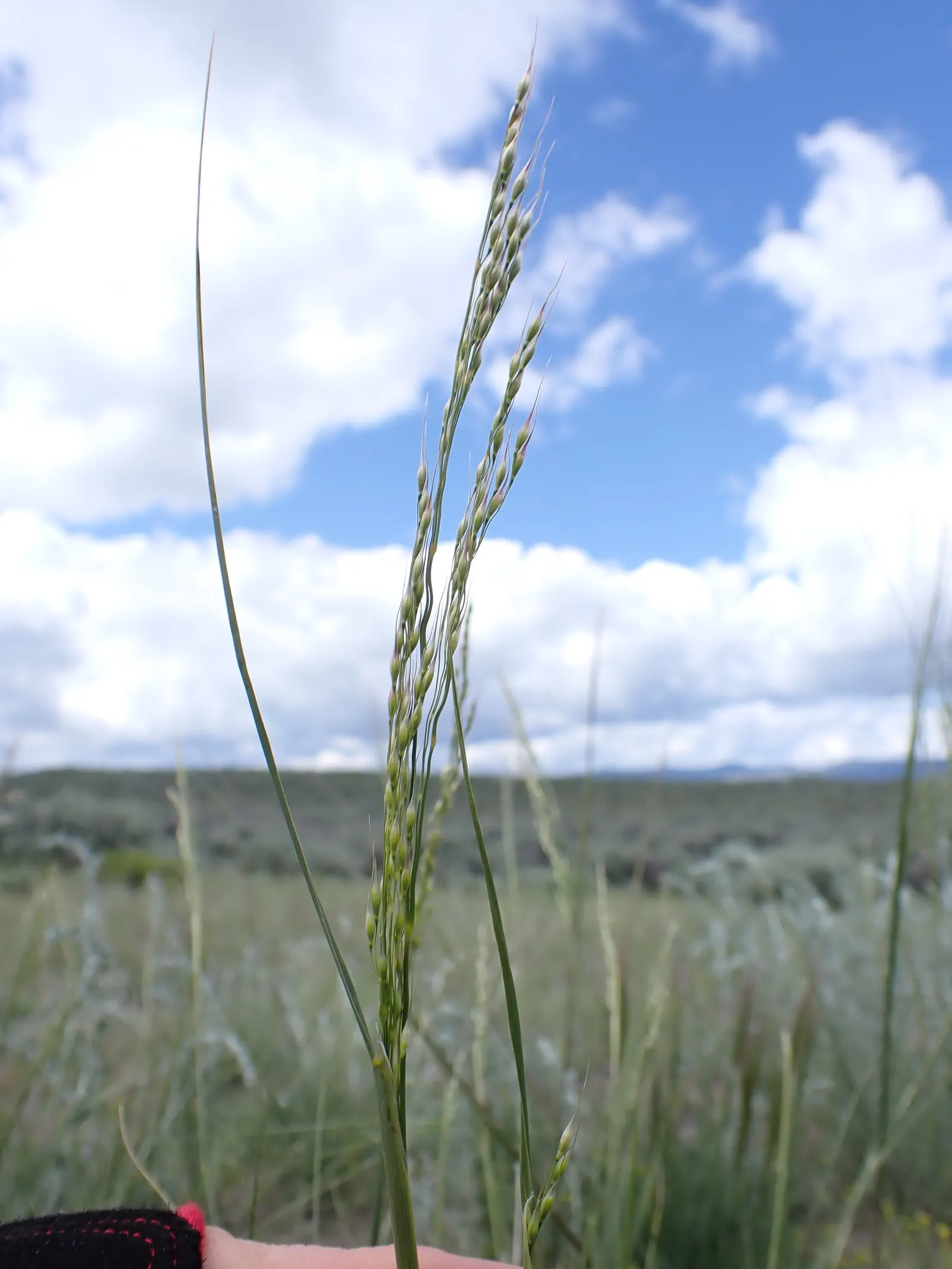 Indian Rice Grass (Achnatherum hymenoides) — This warm-season perennial grass reaches up to 2 feet tall and around 1 foot wide