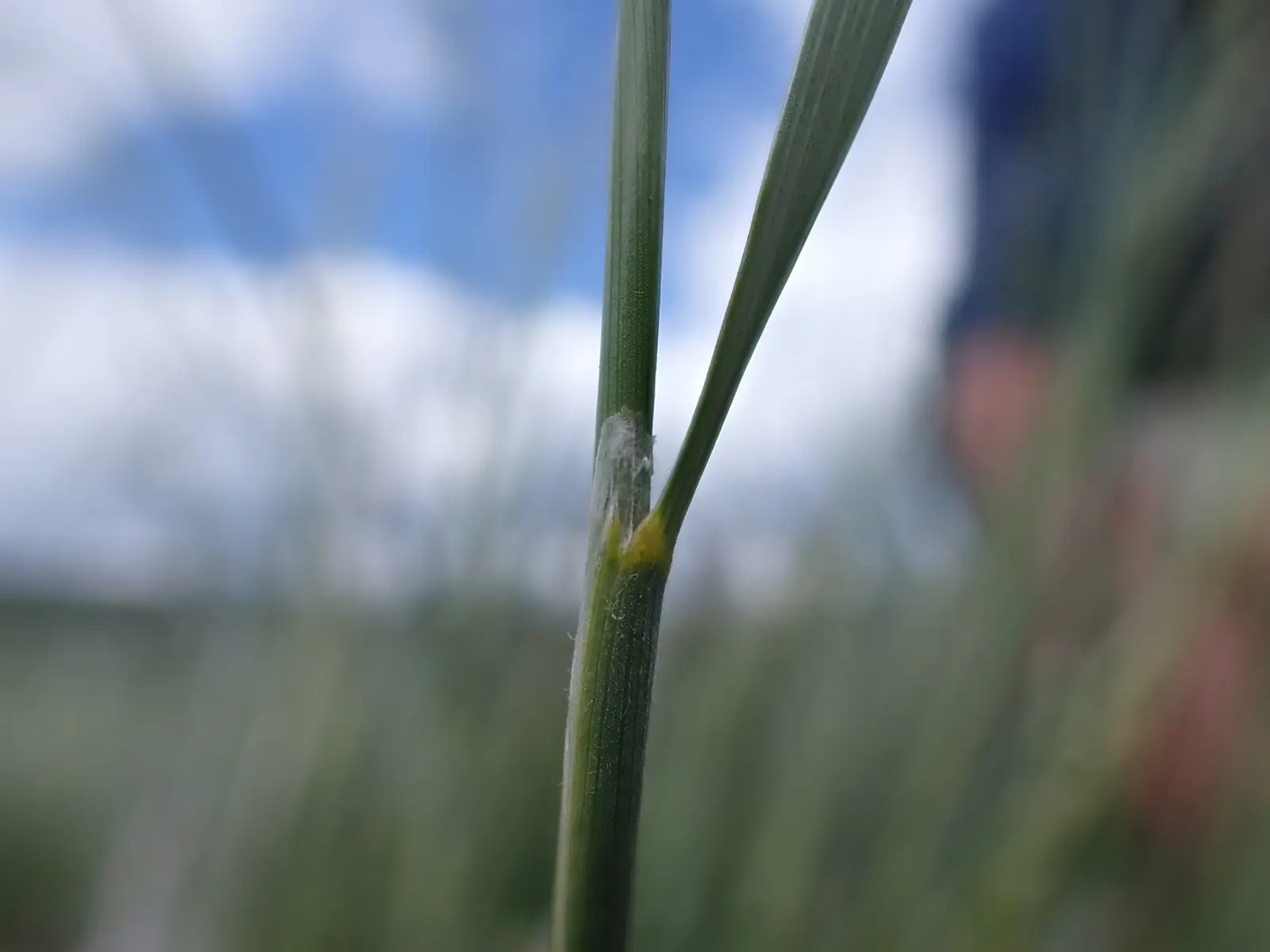 Indian Rice Grass (Achnatherum hymenoides) — showcasing its airy inflorescence from late spring through summer