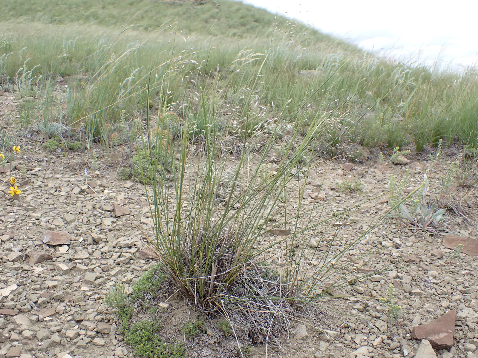 Indian Rice Grass (Achnatherum hymenoides) — consider its ability to prevent soil erosion