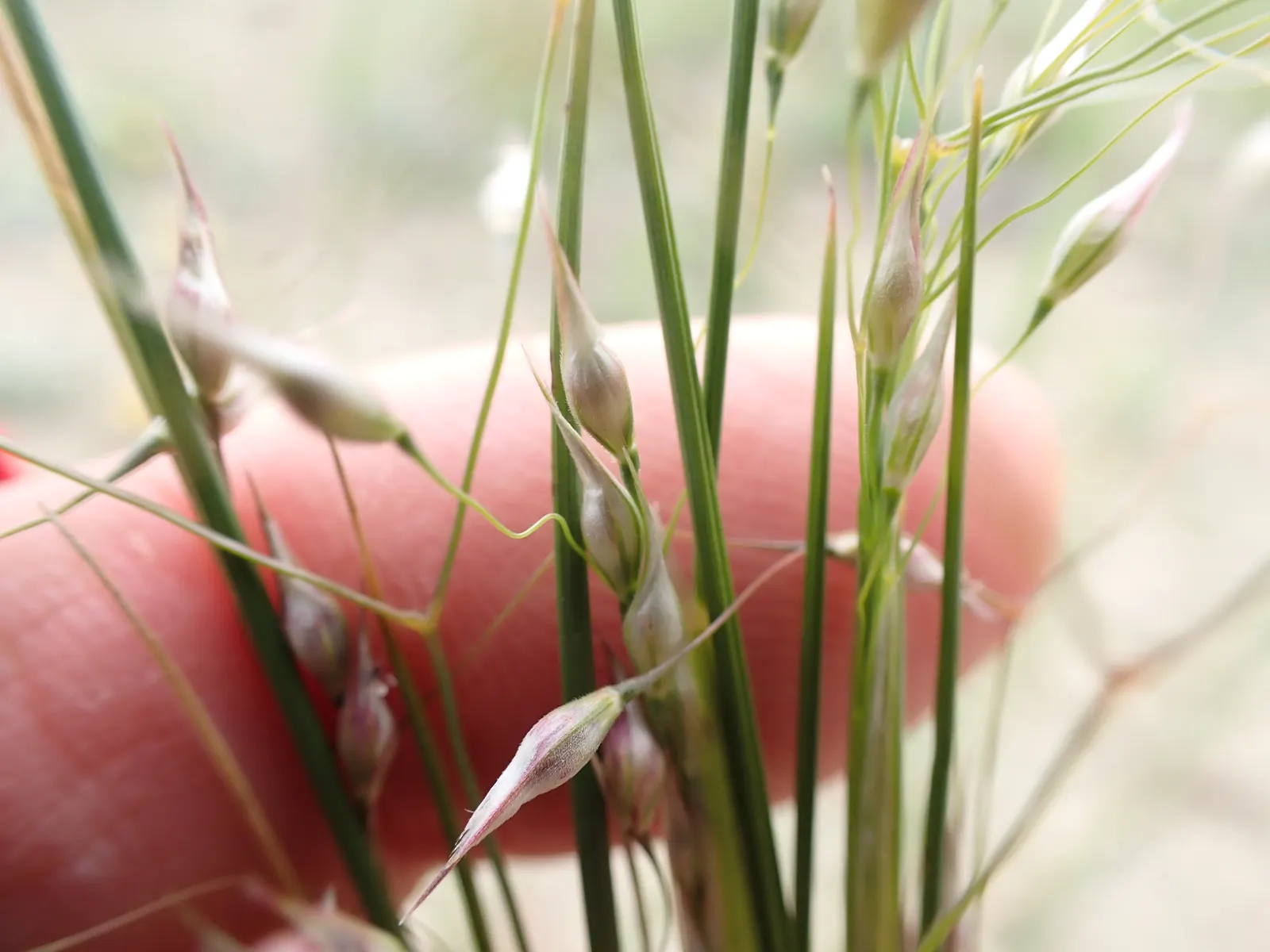 Indian Rice Grass (Achnatherum hymenoides) — Typically reaching heights of 1 to 2 feet with a similar spread