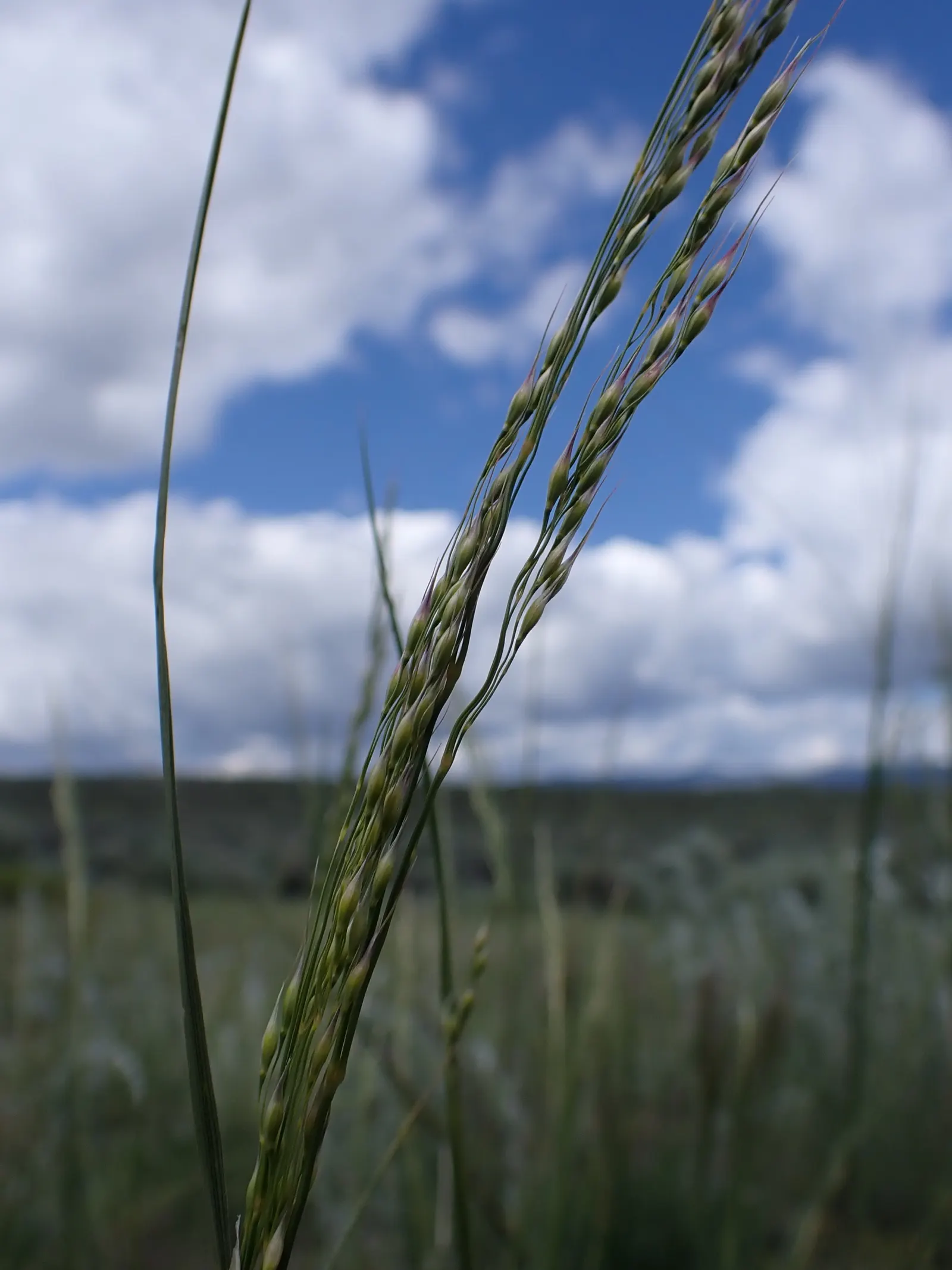 Indian Rice Grass (Achnatherum hymenoides) — It prefers full sun and requires minimal water once established