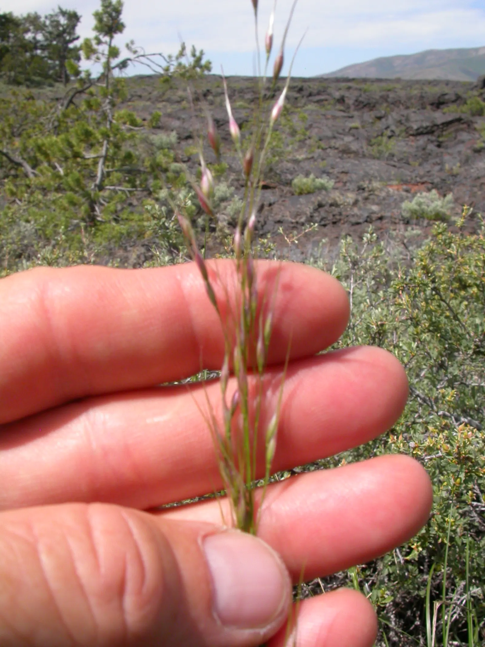 Indian Rice Grass (Achnatherum hymenoides) — Adaptable to various soils, it‚Äôs ideal for xeriscaping, erosion control, and naturalistic designs