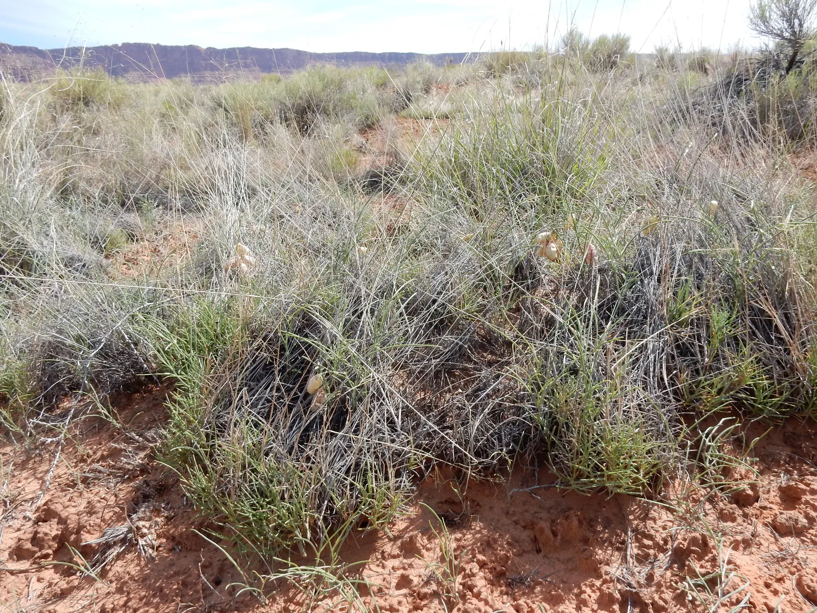Indian Rice Grass (Achnatherum hymenoides) — This North American native is distinguished by its fine-textured