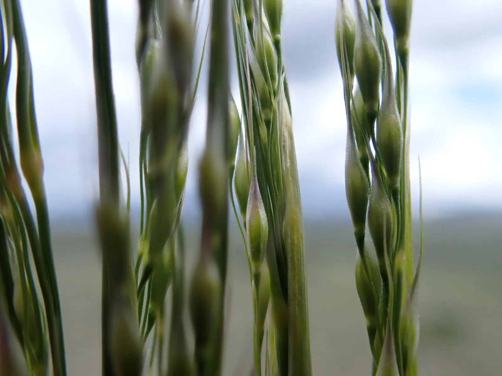 Indian Rice Grass (Achnatherum hymenoides) — adding ethereal beauty with its fine