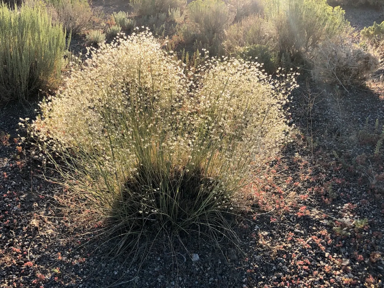 Indian Rice Grass (Achnatherum hymenoides) — its value for native wildlife