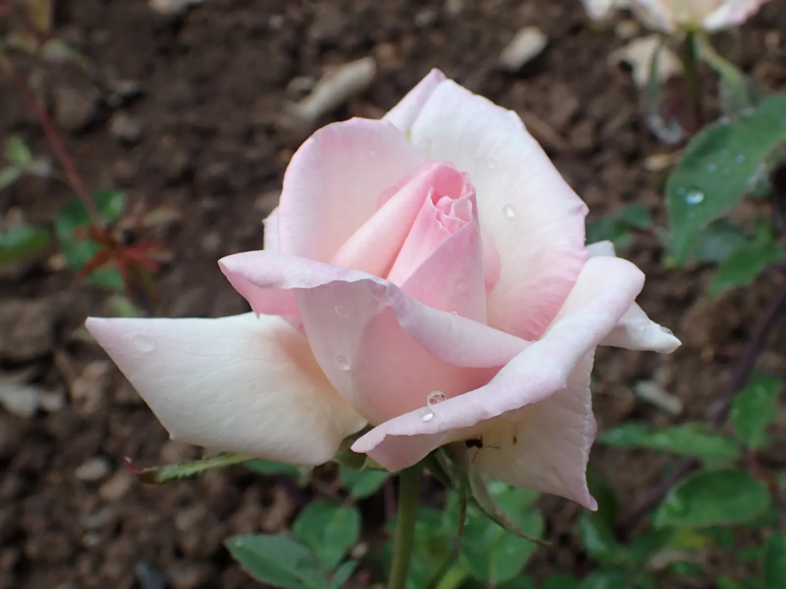 Sombreuil Climbing Rose (Rosa 'Sombreuil') — is a classic and elegant choice for any garden