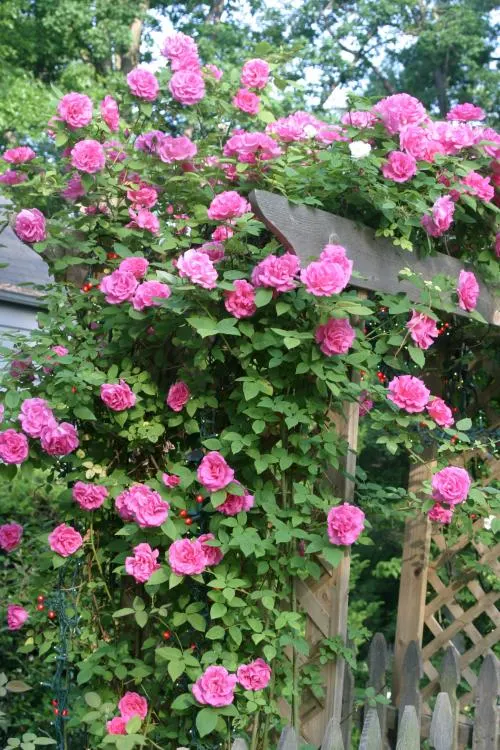 Sombreuil Climbing Rose (Rosa 'Sombreuil') — offering a blend of historic charm and robust growth
