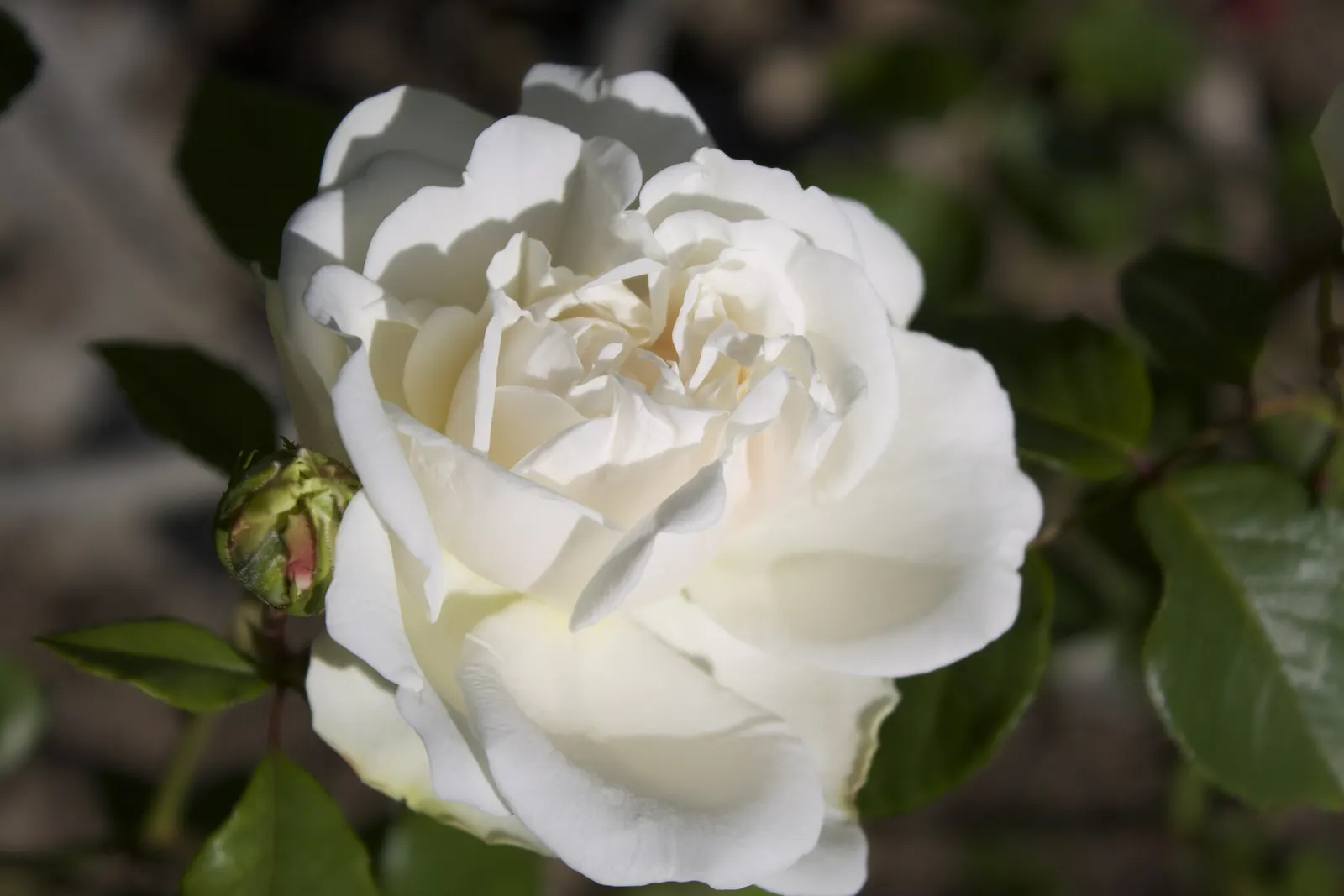 Sombreuil Climbing Rose (Rosa 'Sombreuil') — As a landscape design component, Sombreuil boasts large, creamy white flowers with an antique look