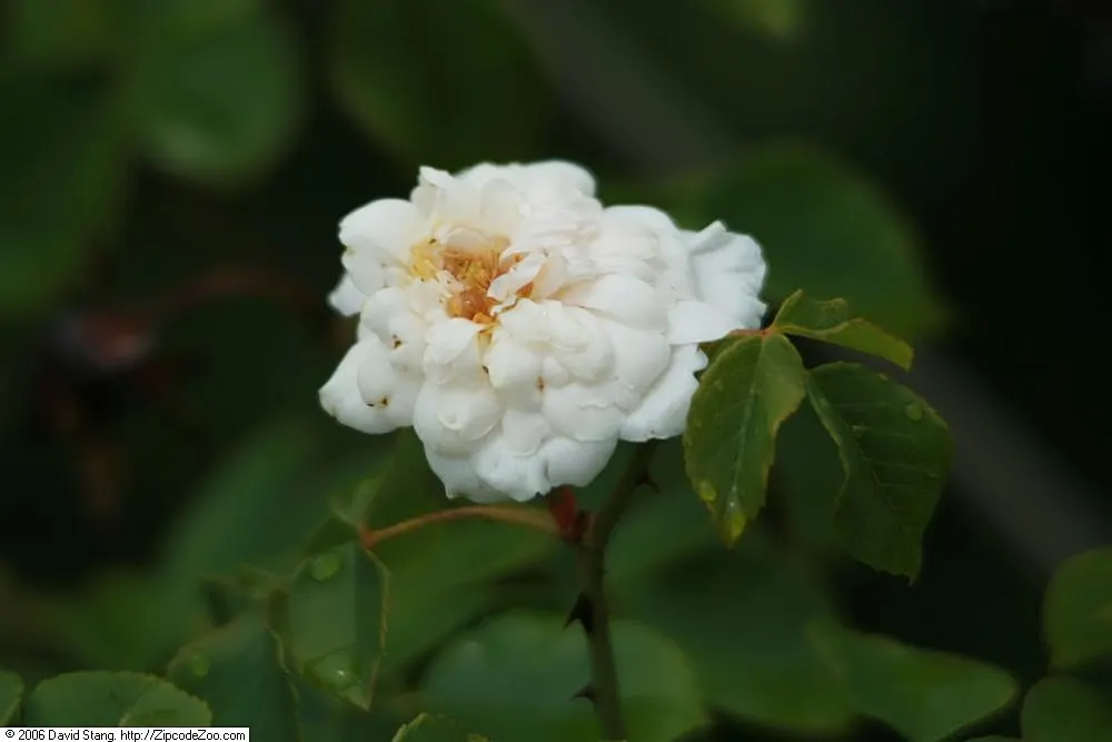 Sombreuil Climbing Rose (Rosa 'Sombreuil') — Ideal for trellises and arbors, it offers repeat blooms from late spring to fall